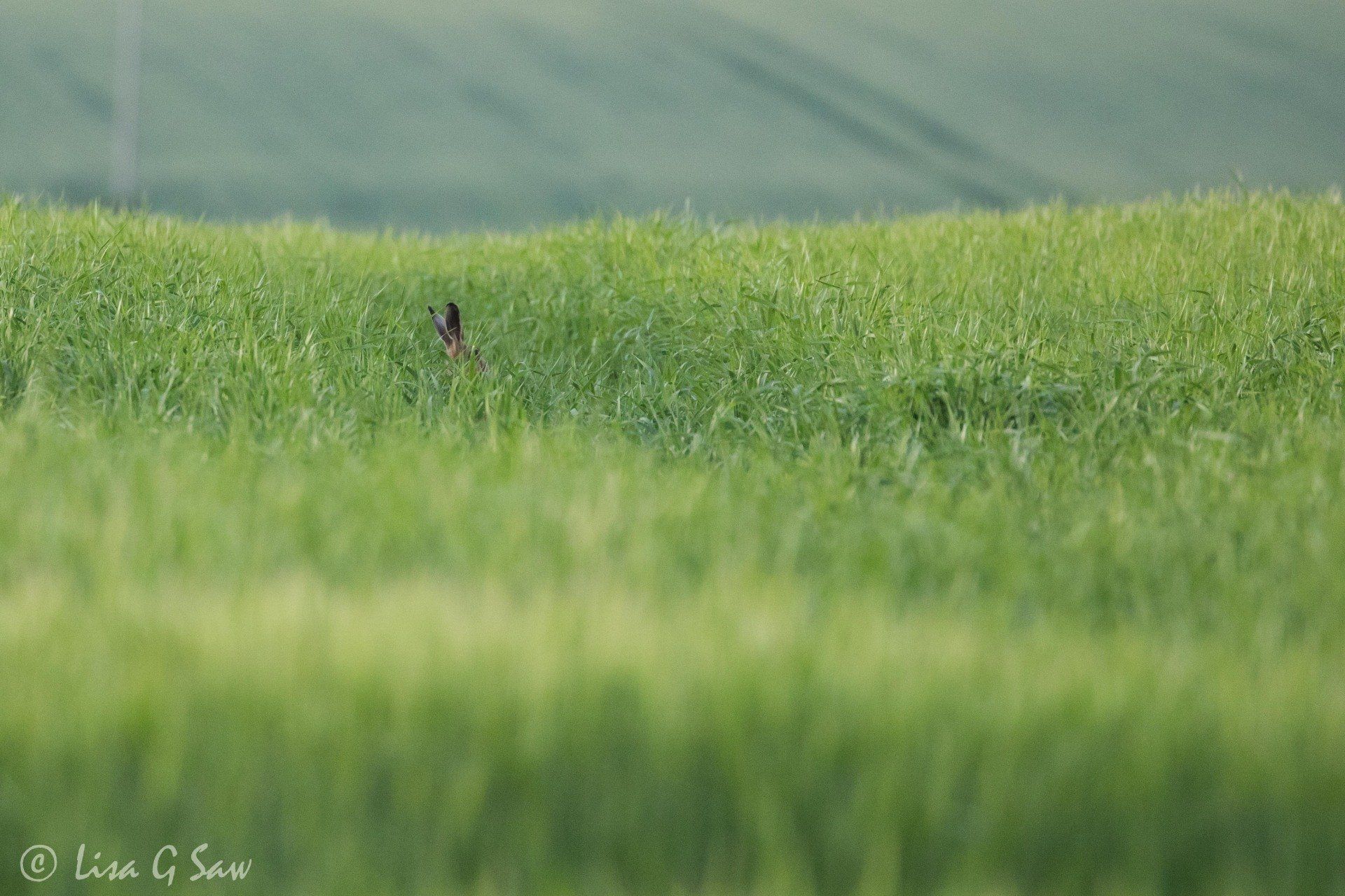 Hidden hare in field with only ears showing