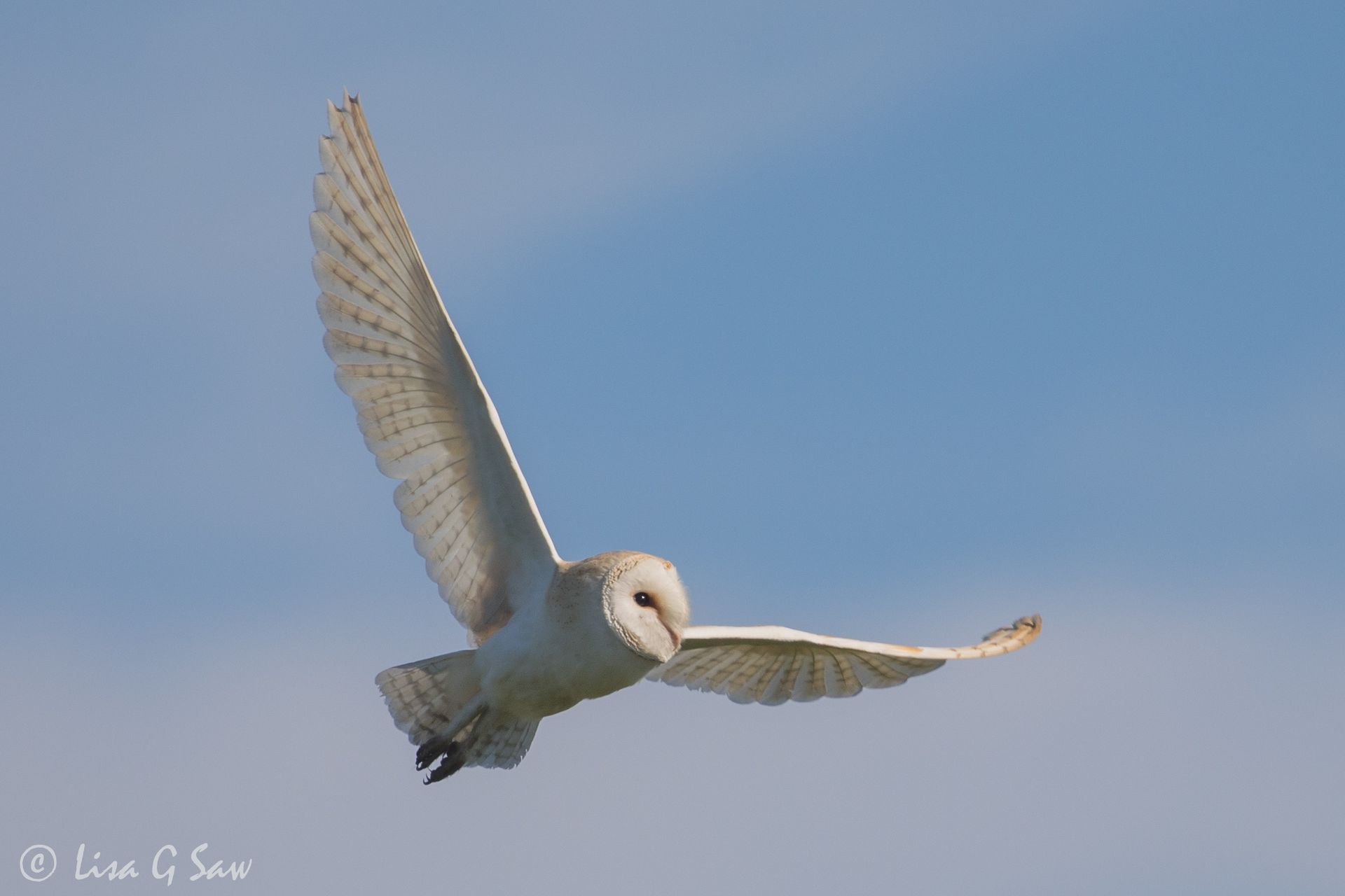Barn Owl flying with wings open and blue sky