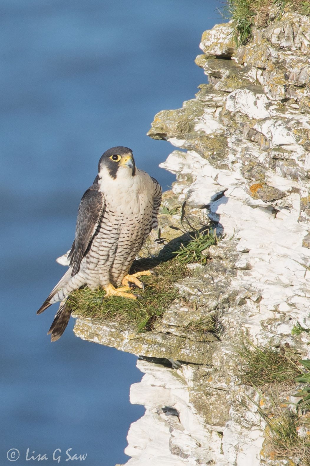 Adult Peregrine perched on Bempton Cliffs