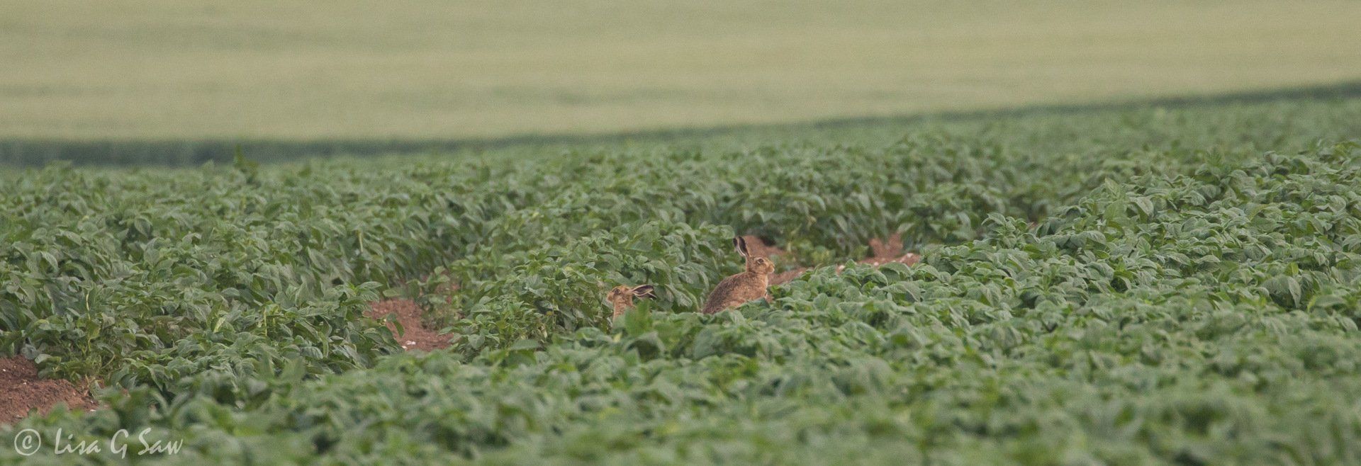 Adult hare and leveret facing opposite directions