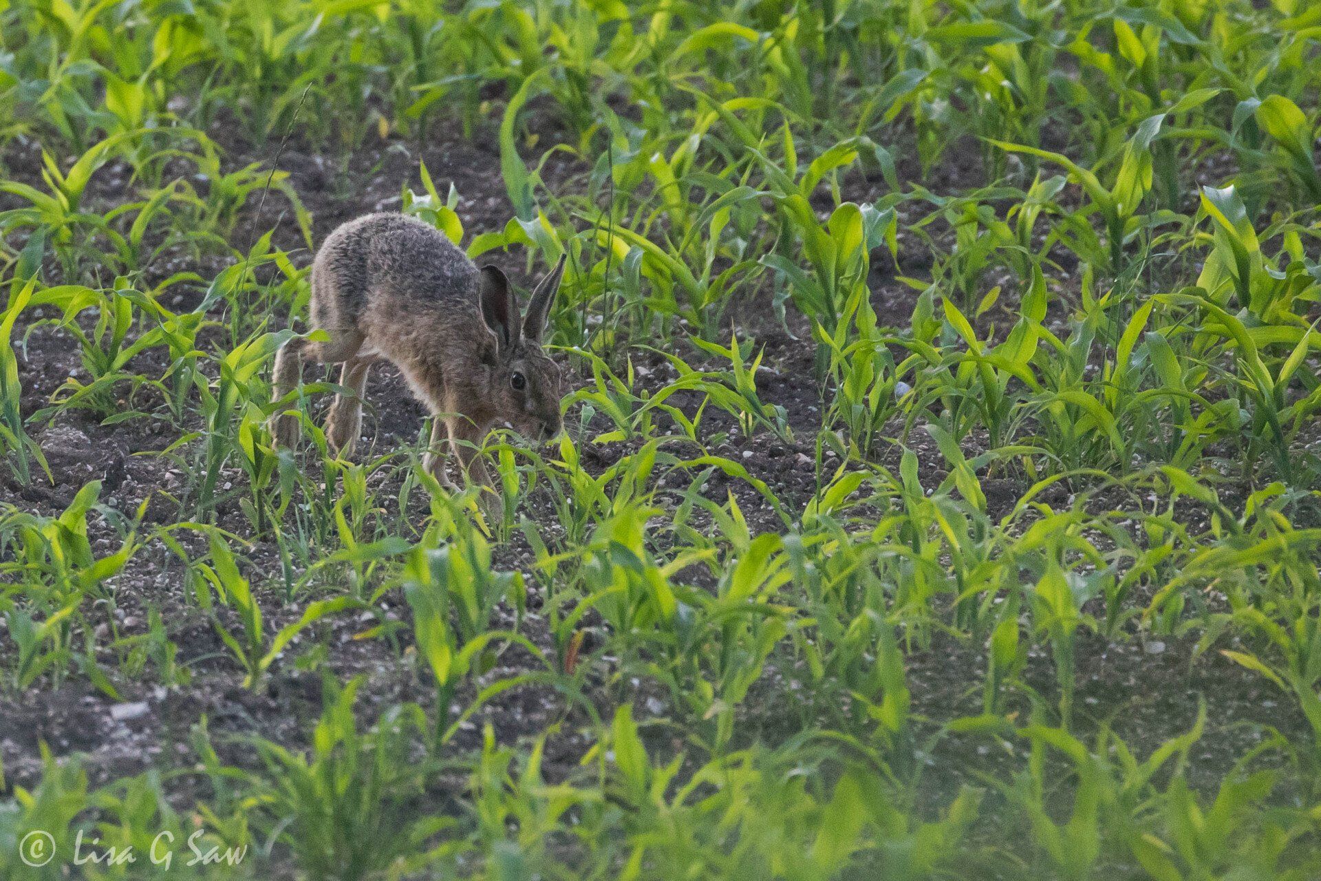 Hare hopping through a field