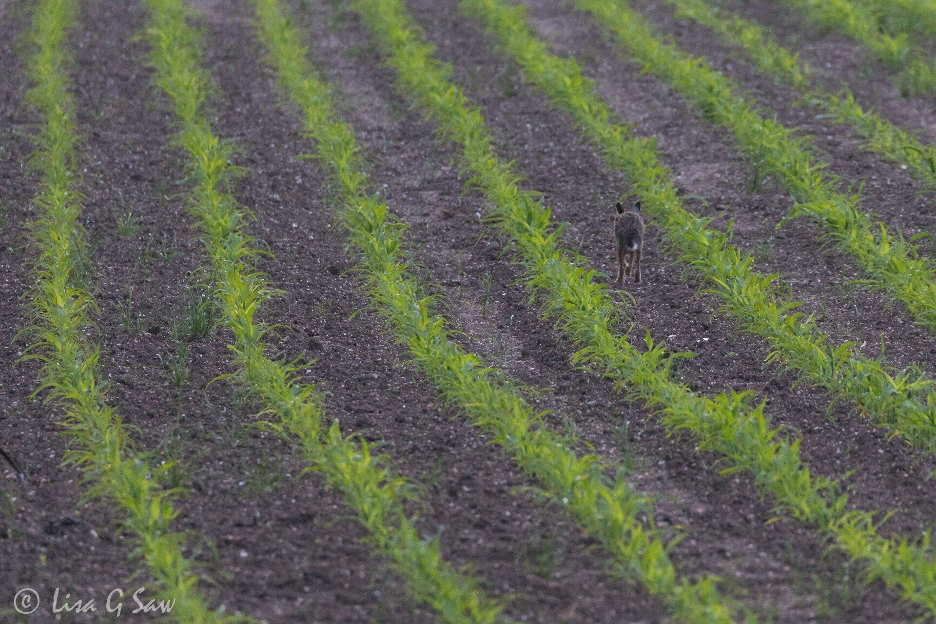 Hare running away with rows of plants