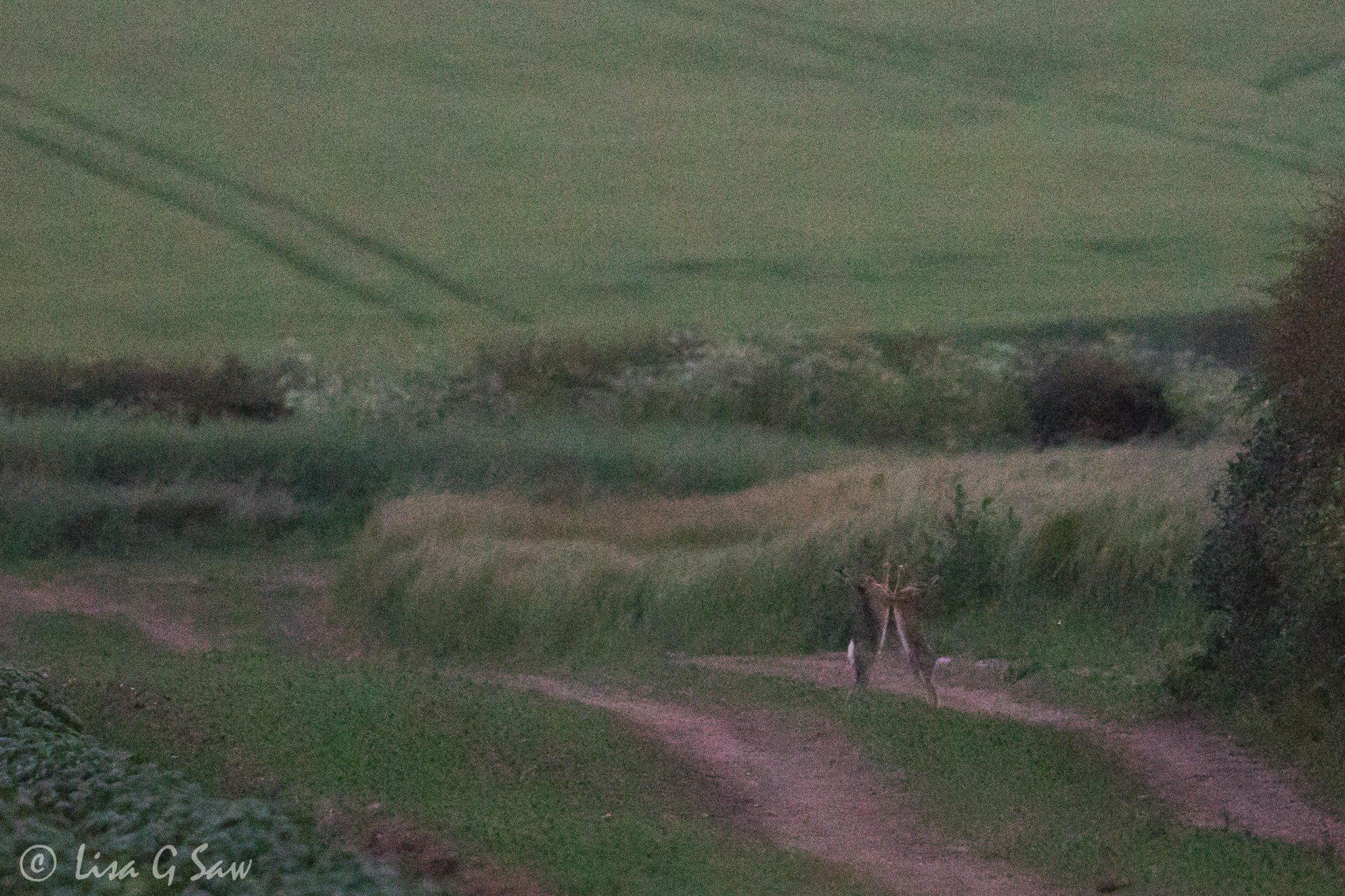 Boxing hares at dusk along path