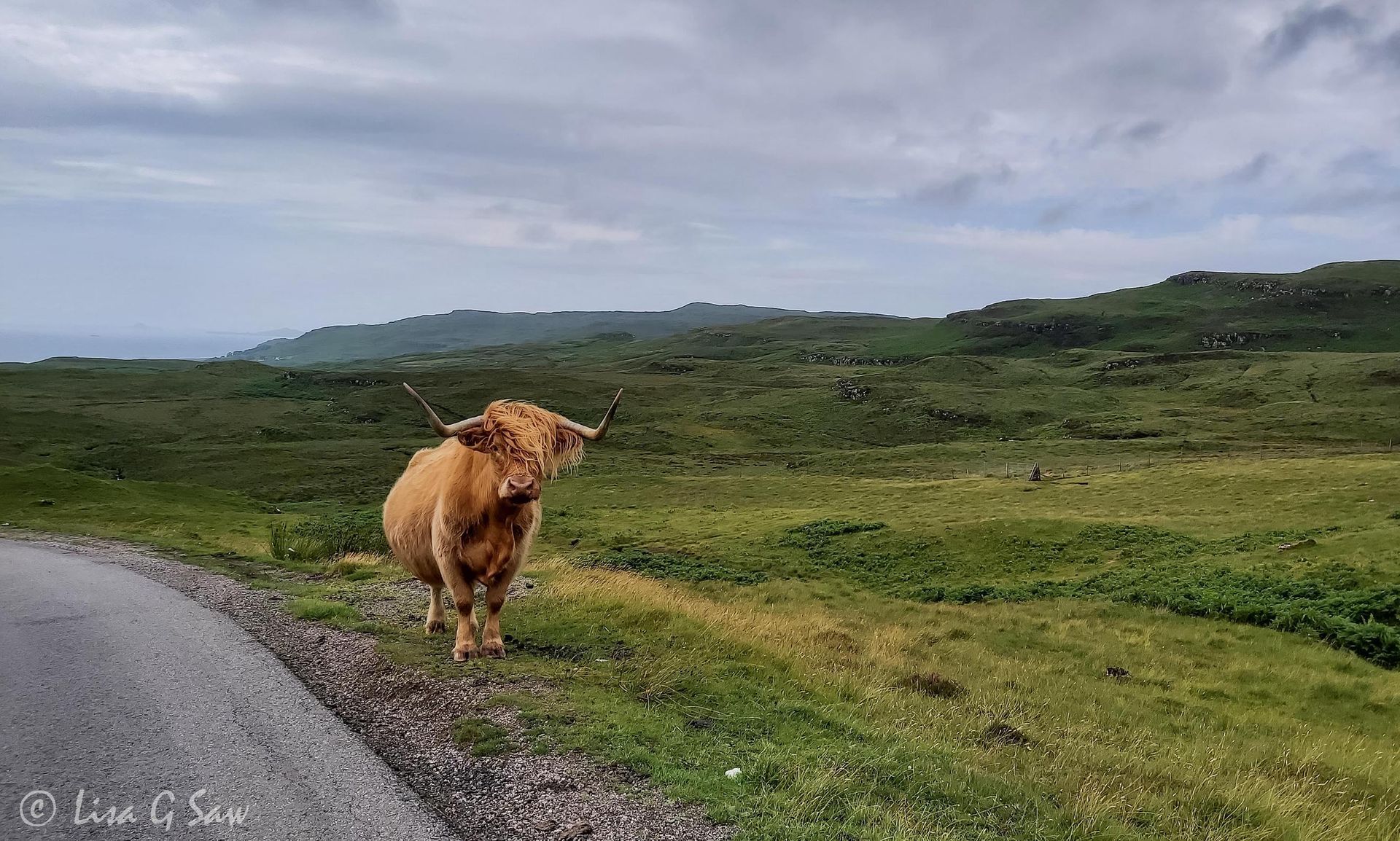 Highland Cow beside the road