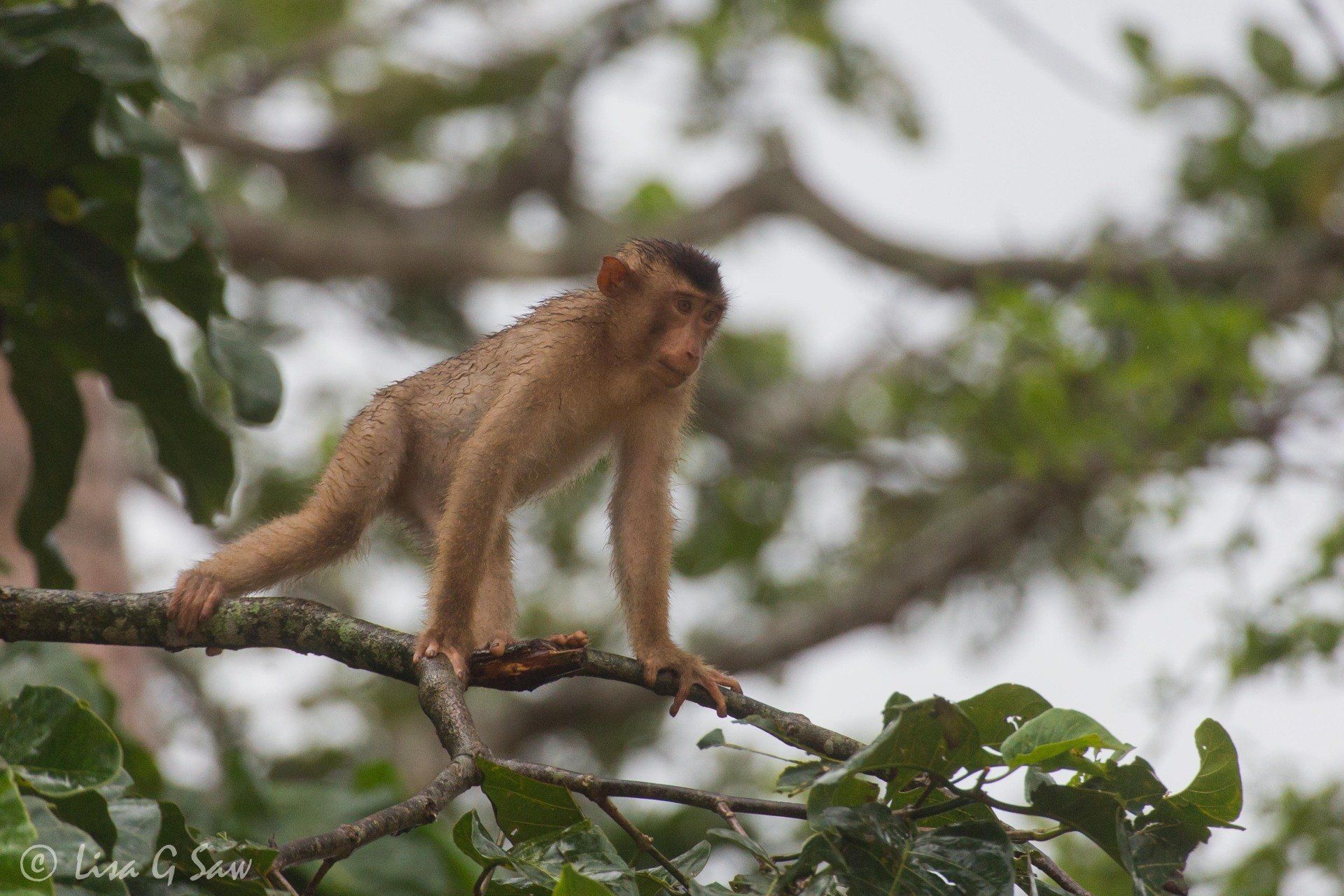 A wet young Long-Tailed Macaque, Kinabatangan River