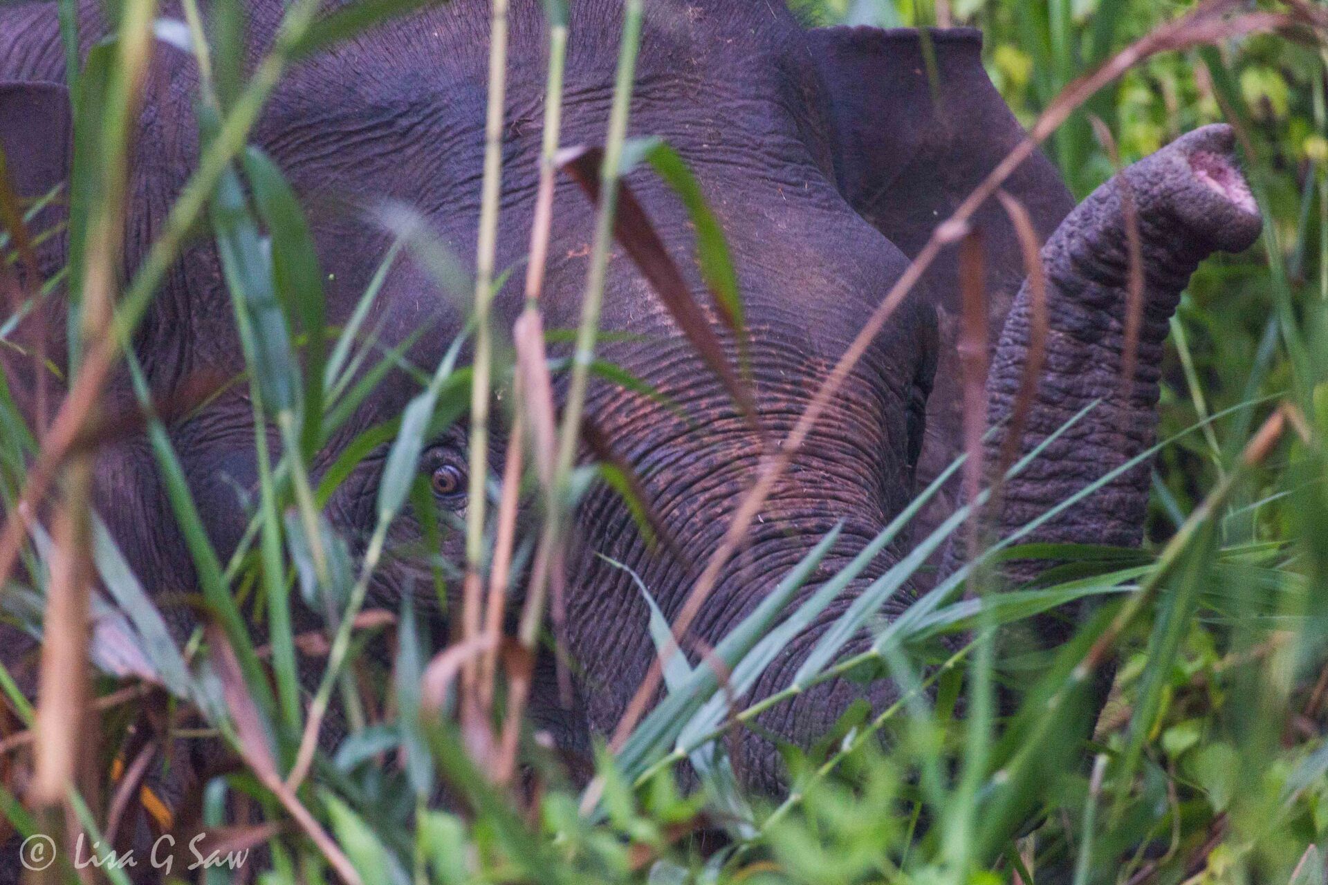 Borneo Pygmy Elephant peering through the grass