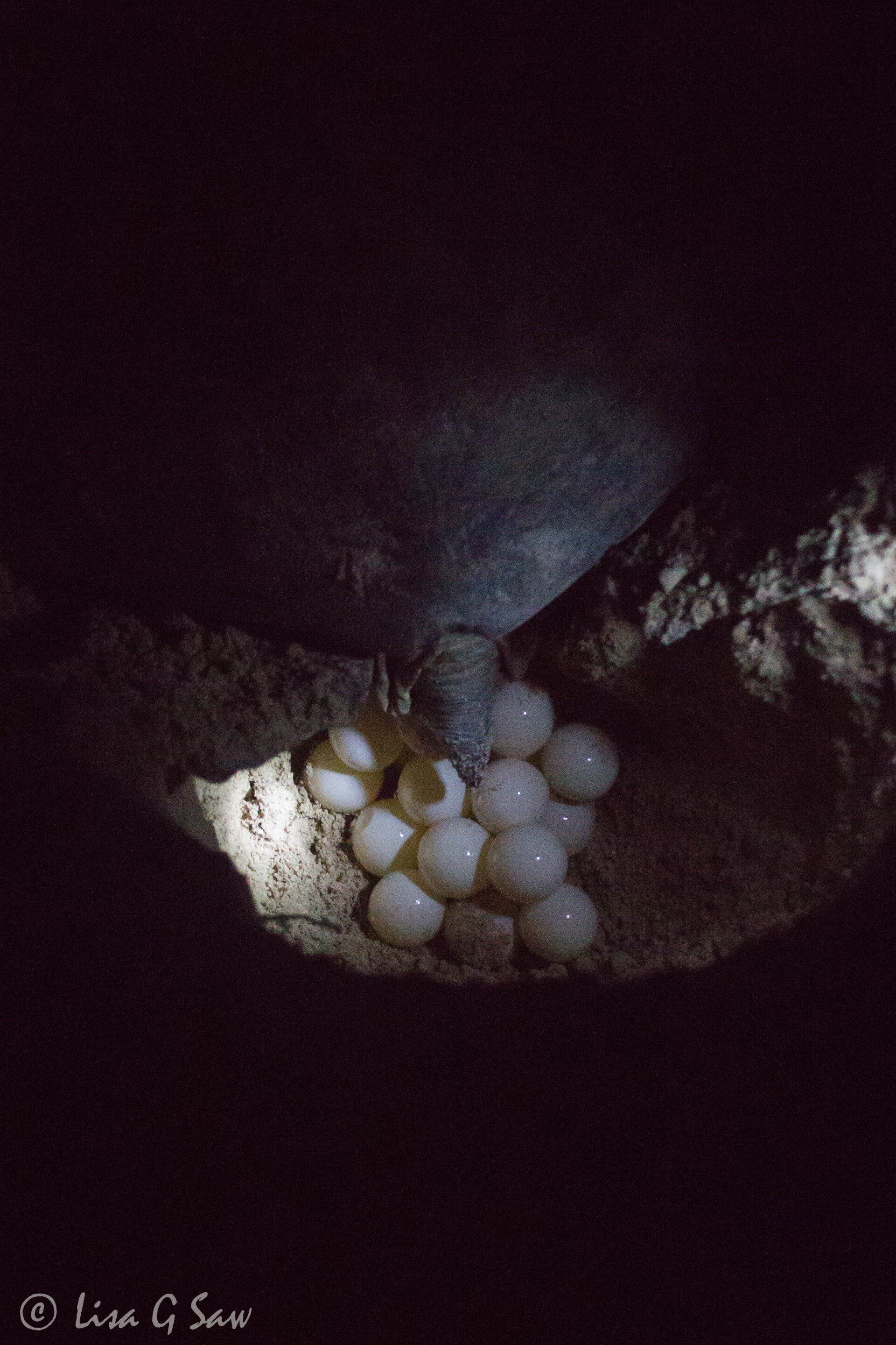Green Sea Turtle laying eggs on the beach at night