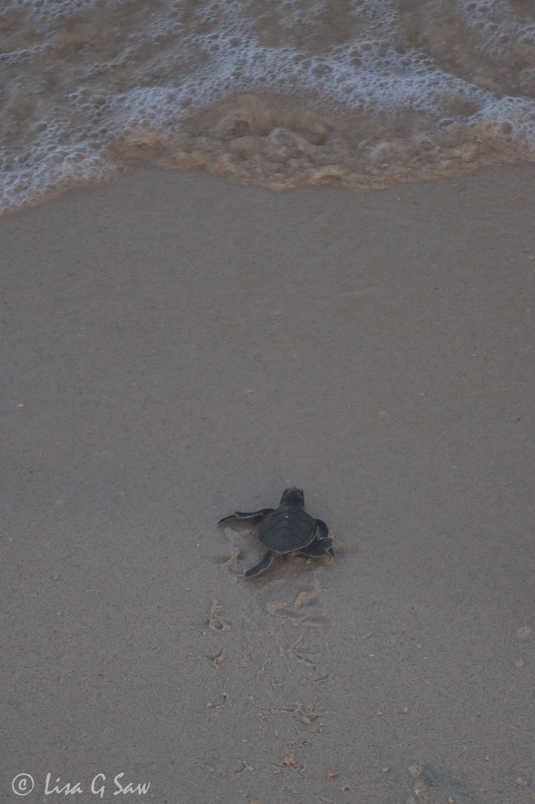 Green Sea Turtle hatchling making a dash to the water in daylight