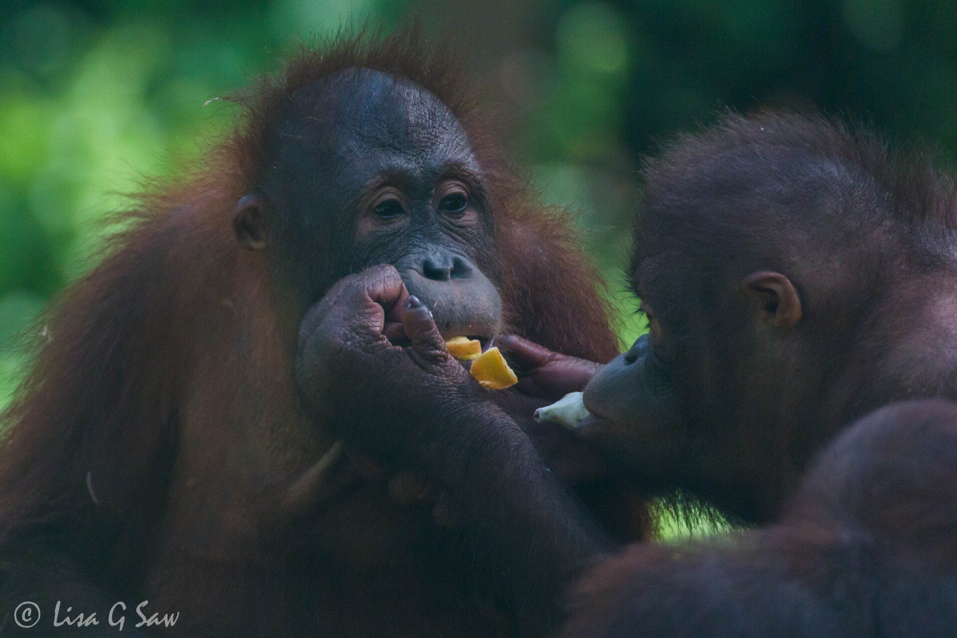 Orangutan taking food from another, Sepilok