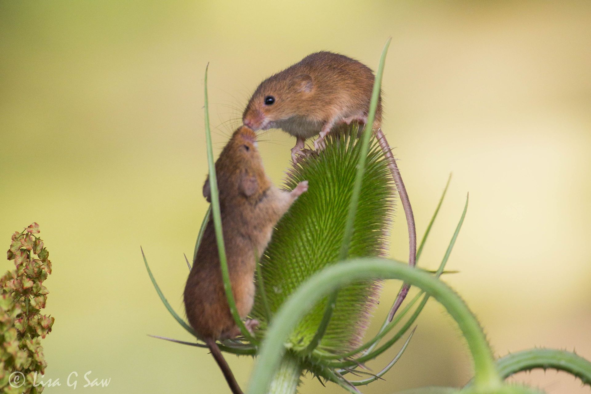 Captive Harvest Mice kissing on a teasel at British Wildlife Centre