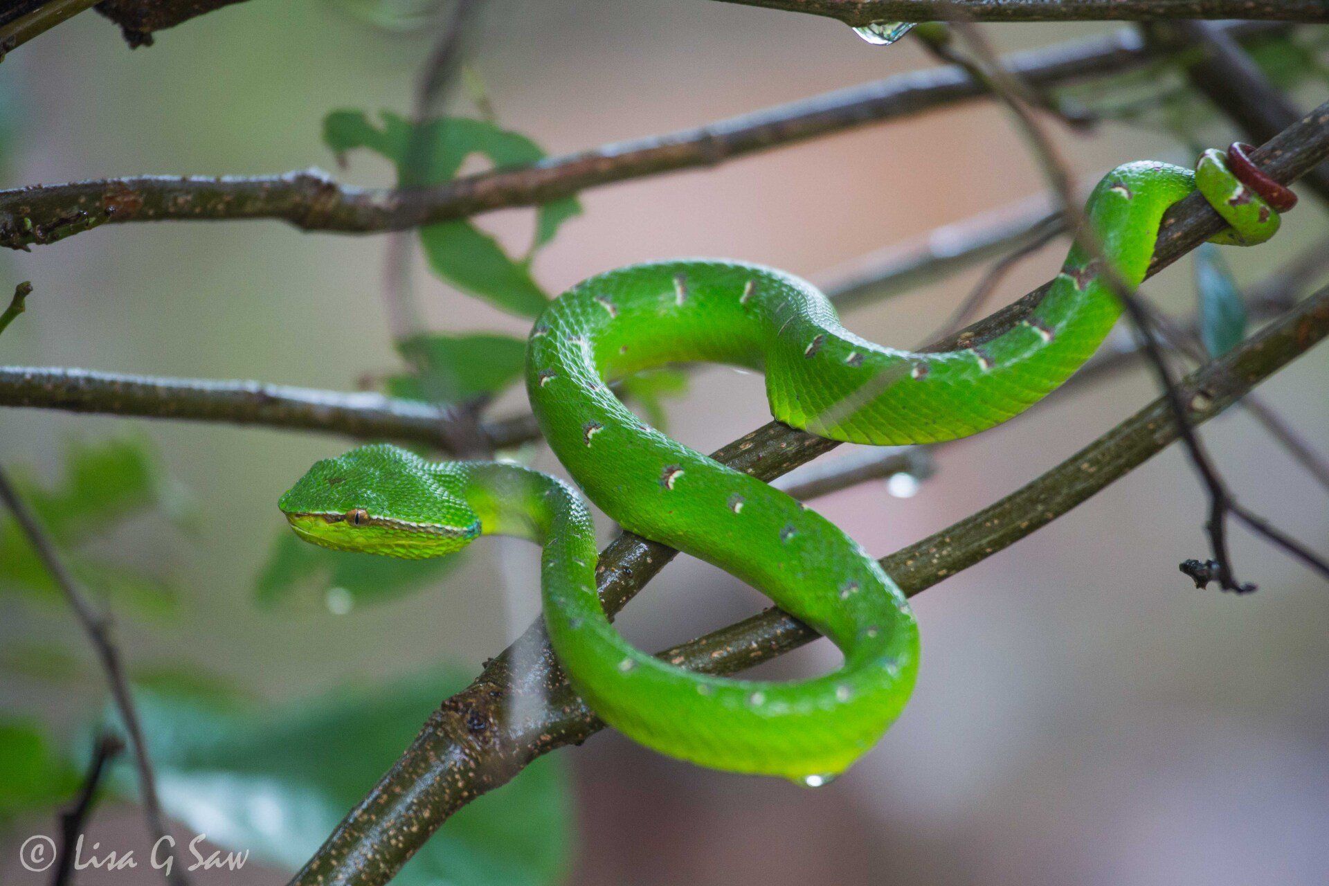 Juvenile Bornean Keeled Pit Viper snake