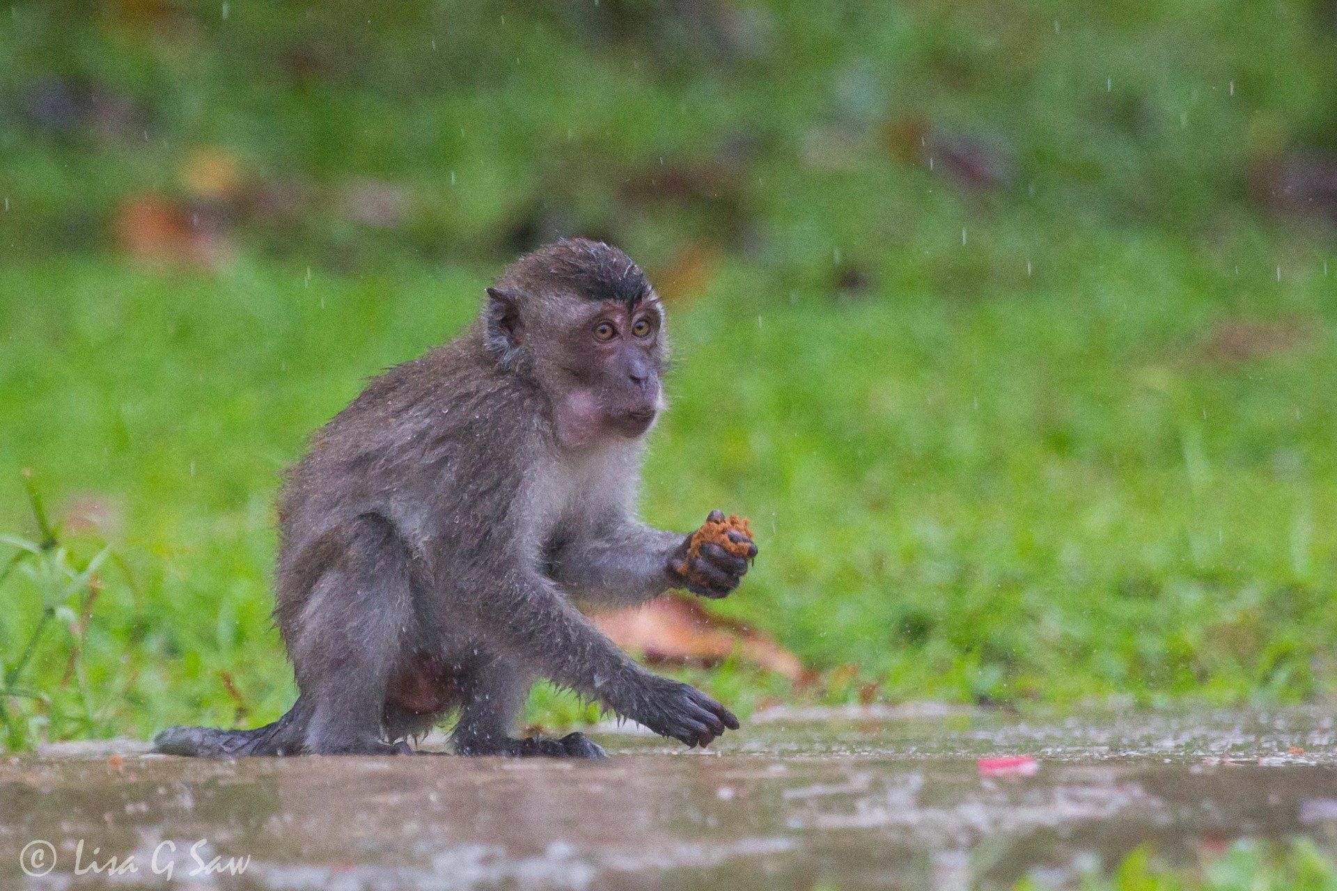 Long-Tailed Macaque eating chocolate sponge in the rain