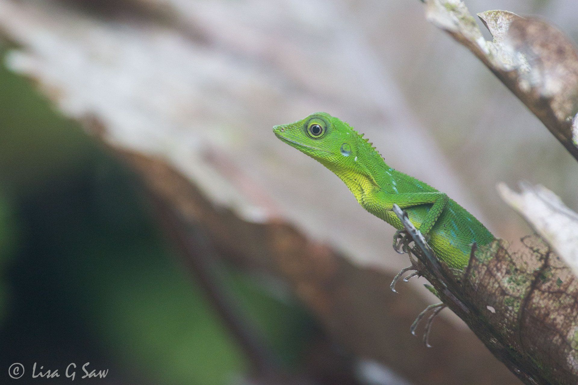 Green Crested Lizard on leaf at Gunung Mulu National Park