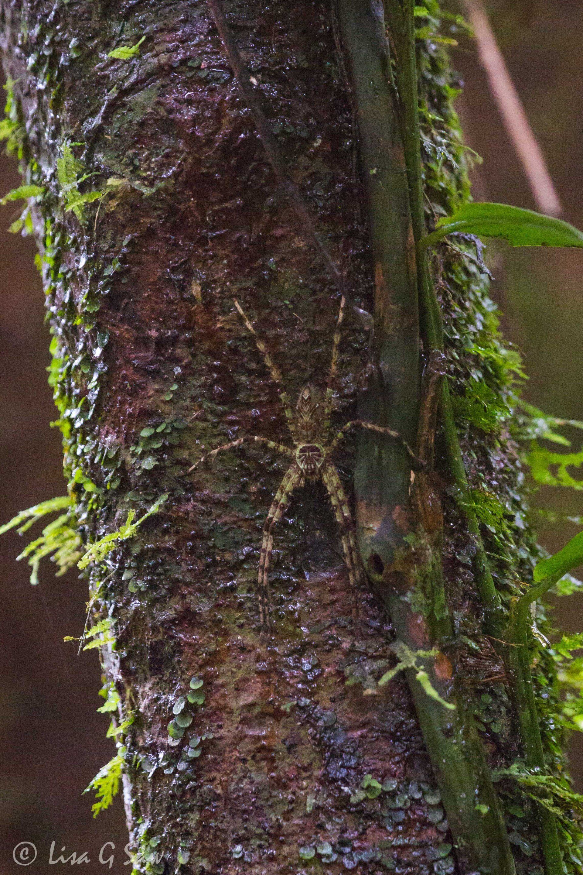 Large spider on a tree trunk in Gunung Mulu National Park