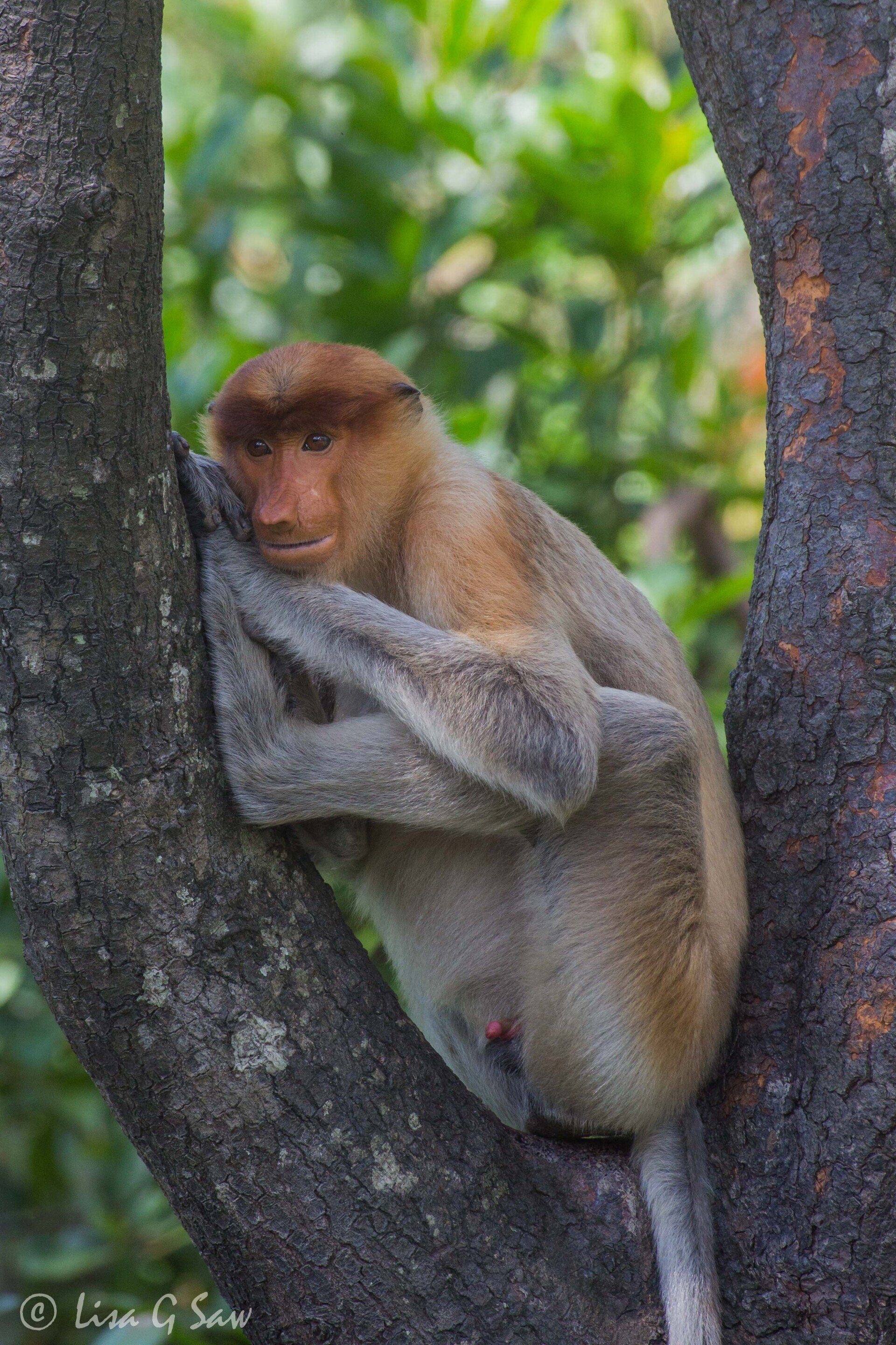 Proboscis Monkey wedged in a tree resting on hands and feet, Labuk Bay