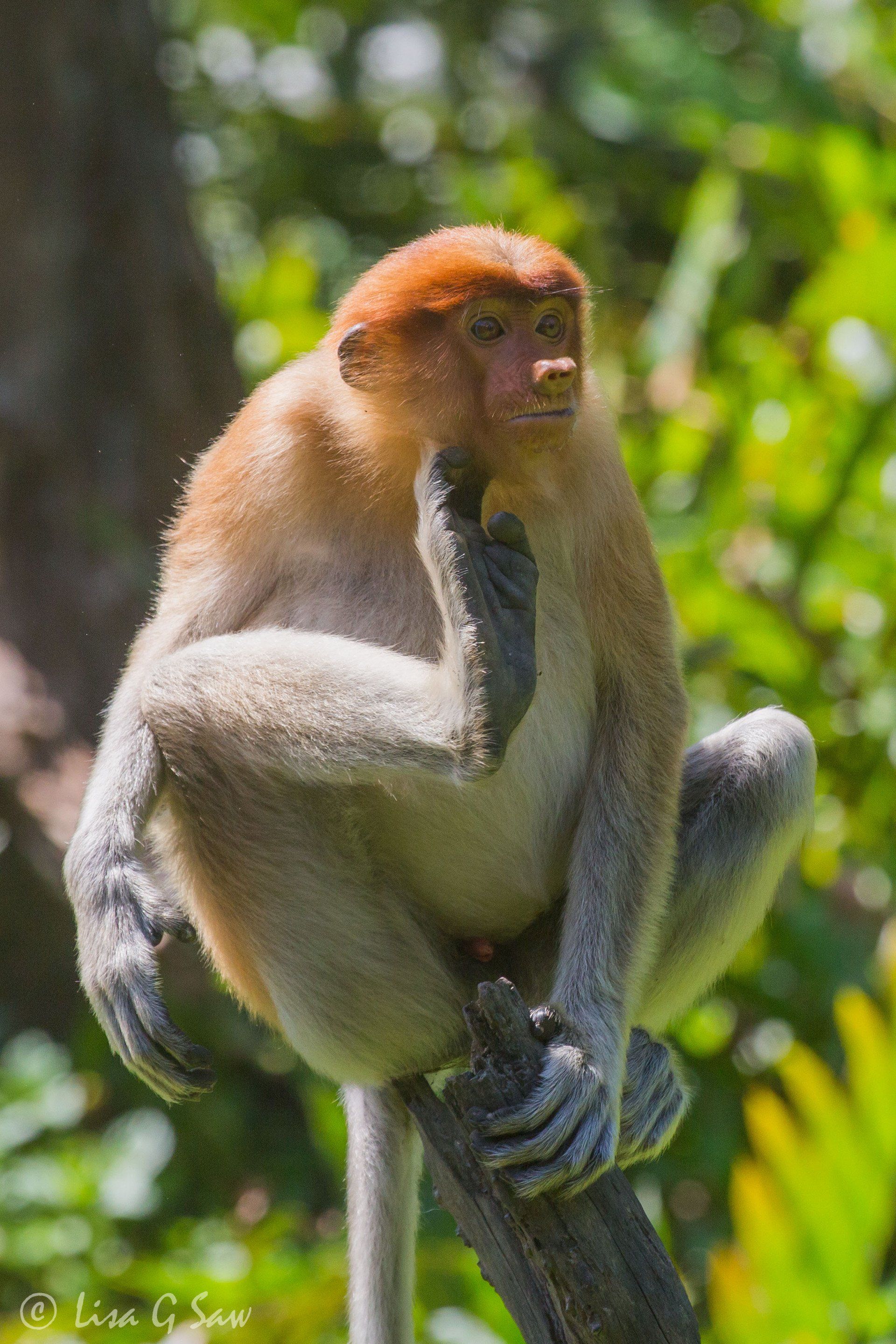Proboscis Monkey scratching cheek with foot, Labuk Bay