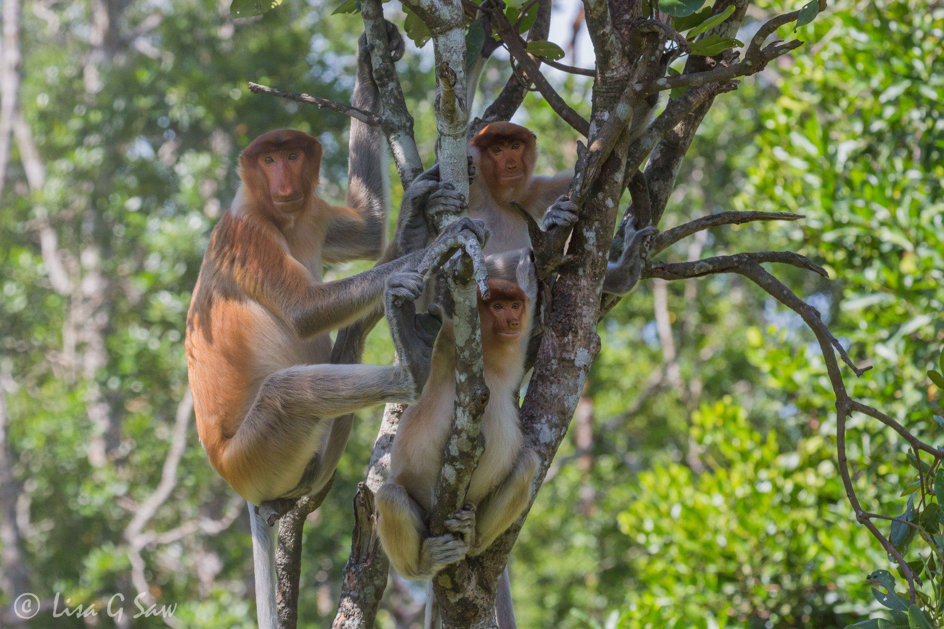 Three Proboscis Monkeys in a tree, Labuk Bay