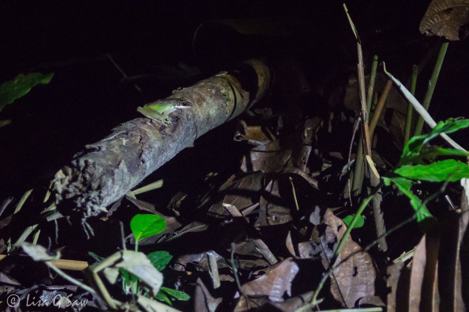 Frog on log on a night safari in Gunung Mulu National Park