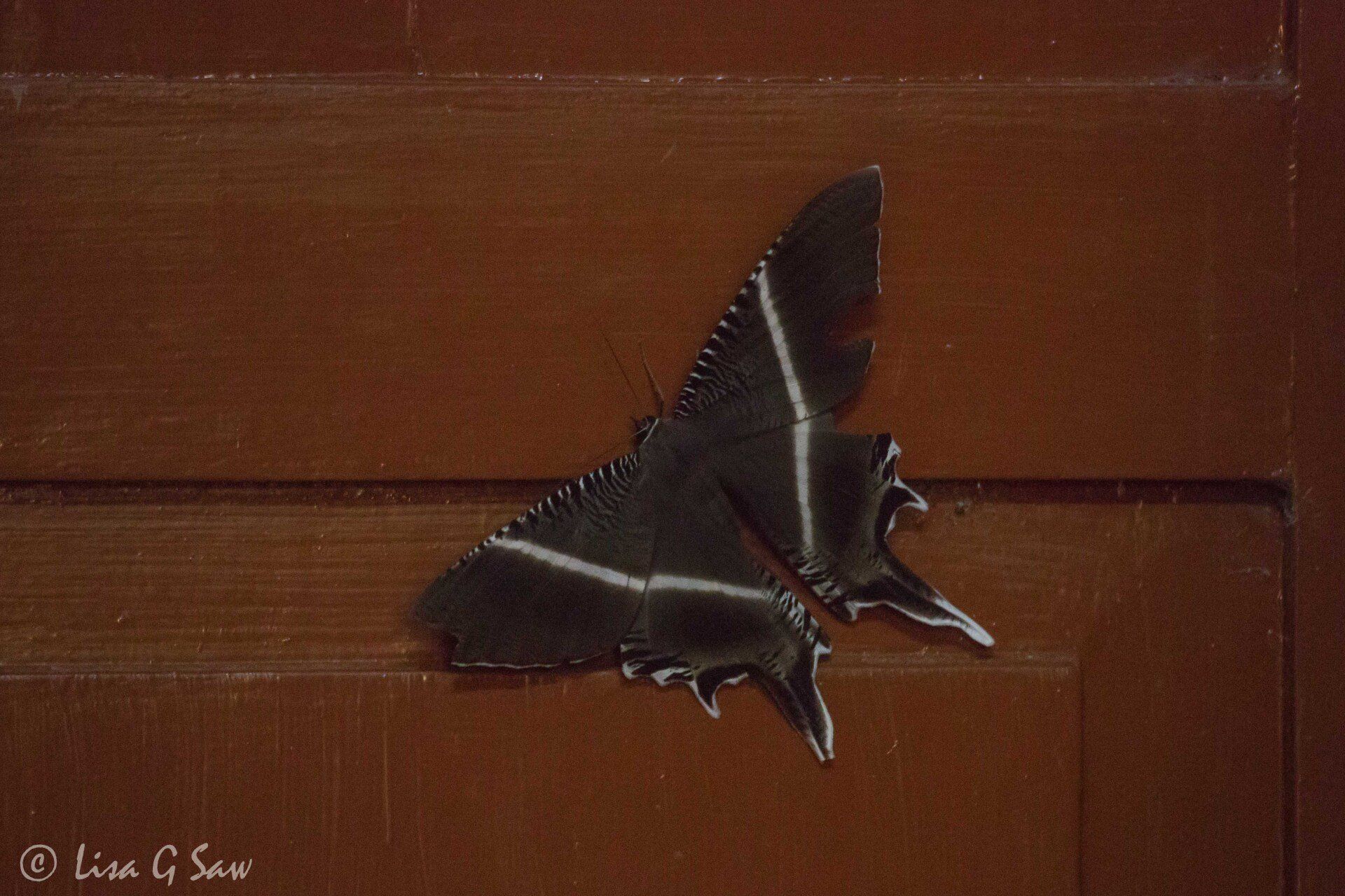 Tropical Swallowtail Moth on door, Sepilok