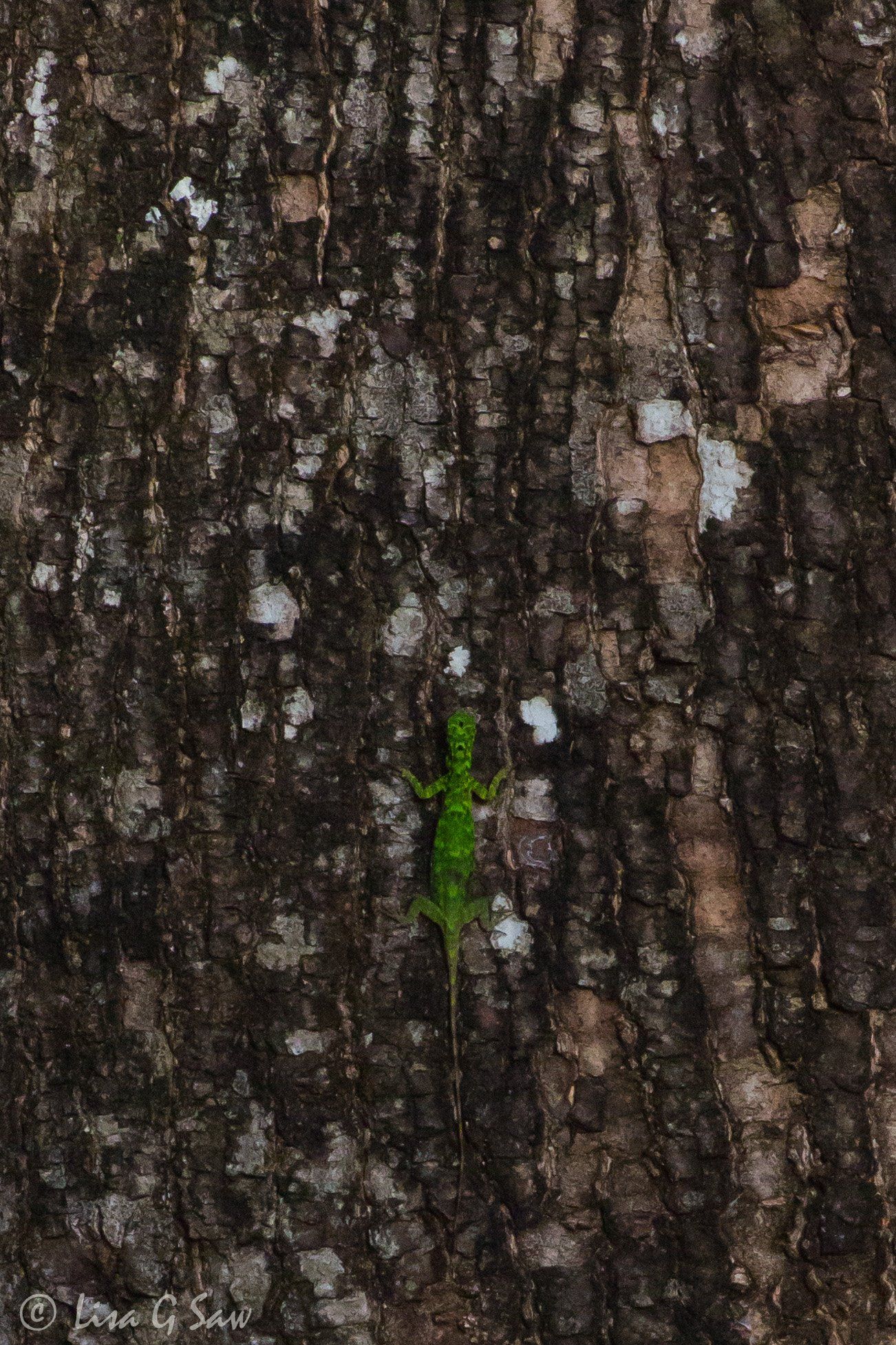 Green Horned Flying lizard on a tree trunk, Sepilok
