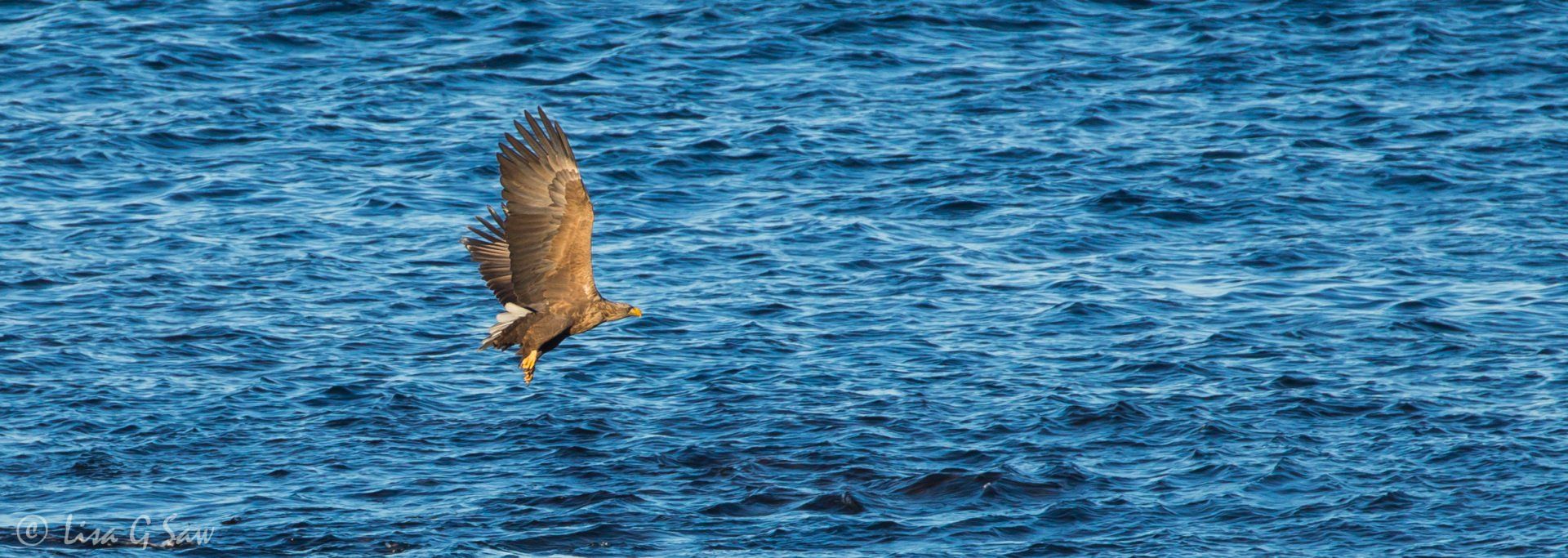 White-Tailed Sea-Eagle flying over sea