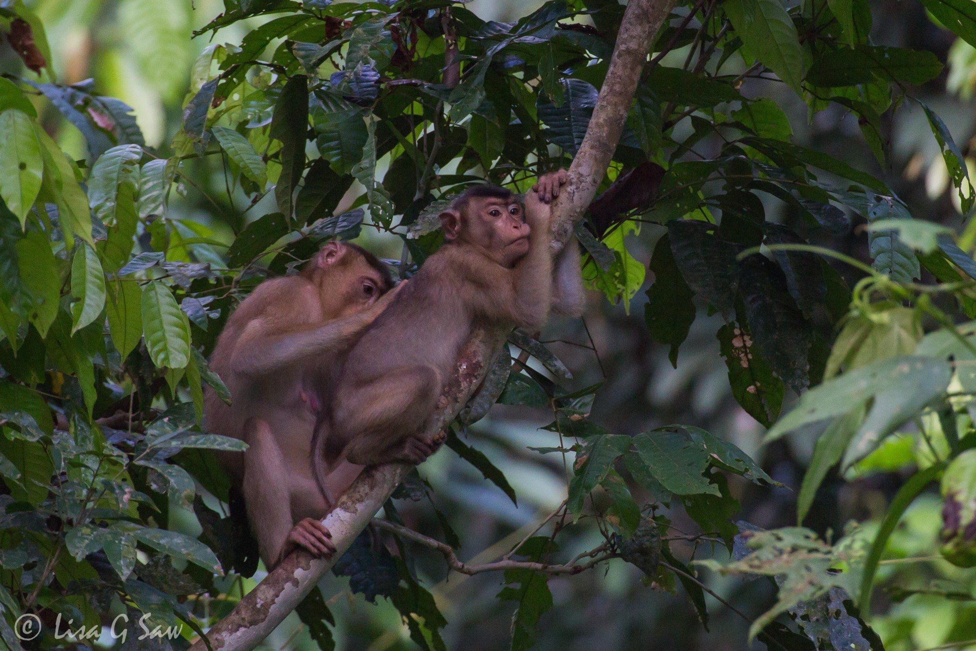 Two Long-Tailed Macaques grooming, Sepilok
