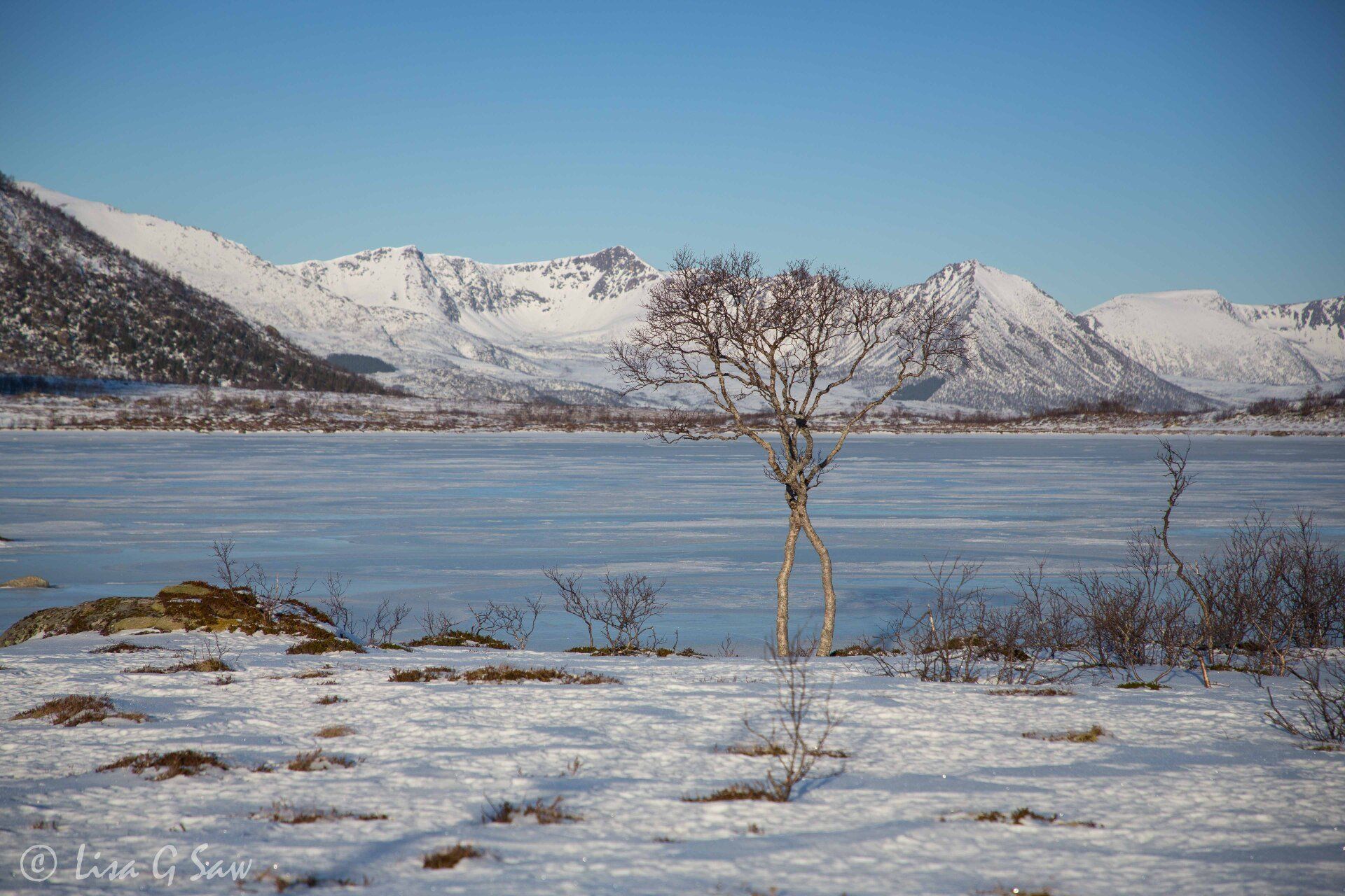 Intertwining young trees by frozen lake