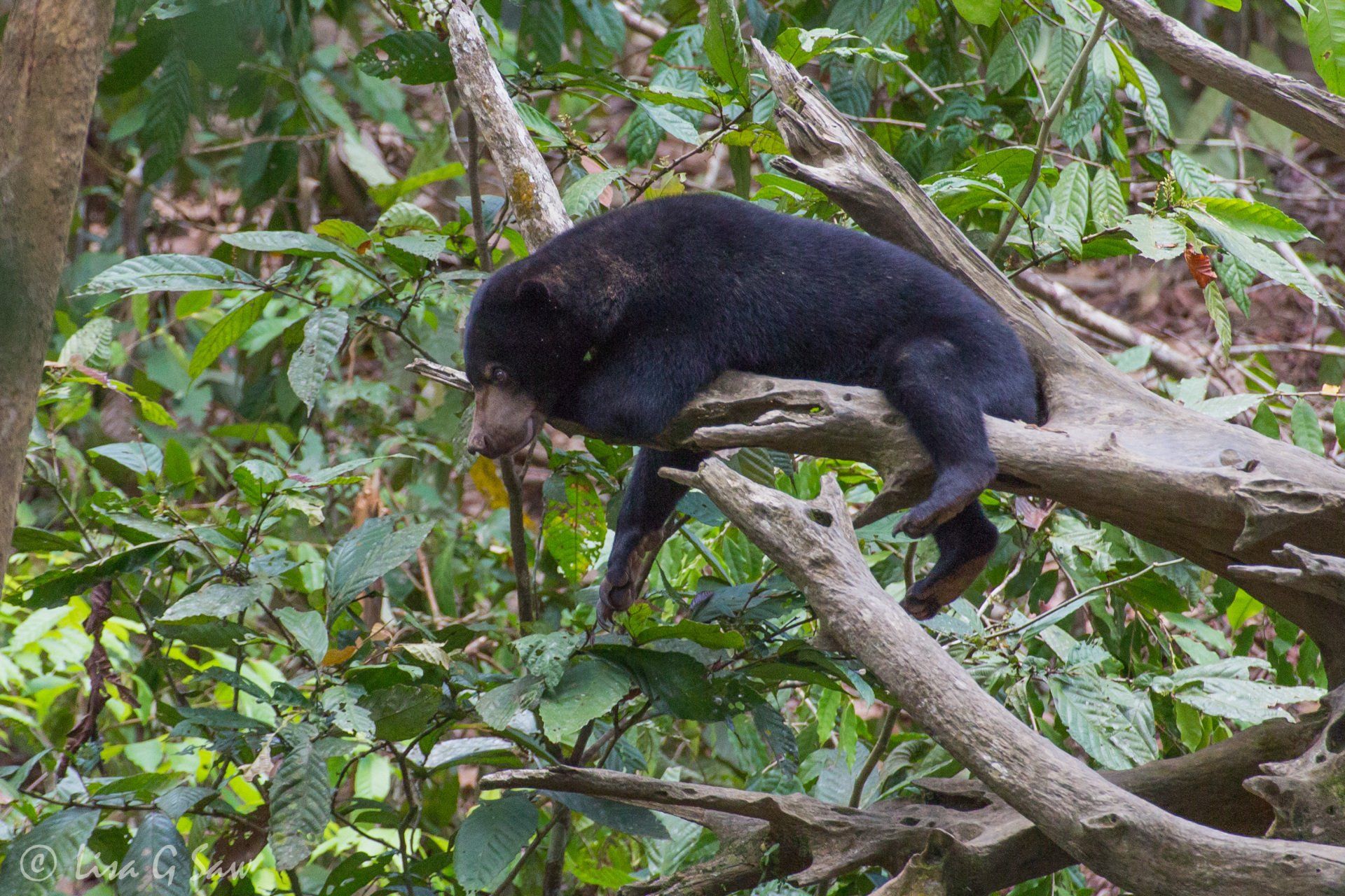 Sun Bear relaxing on a branch