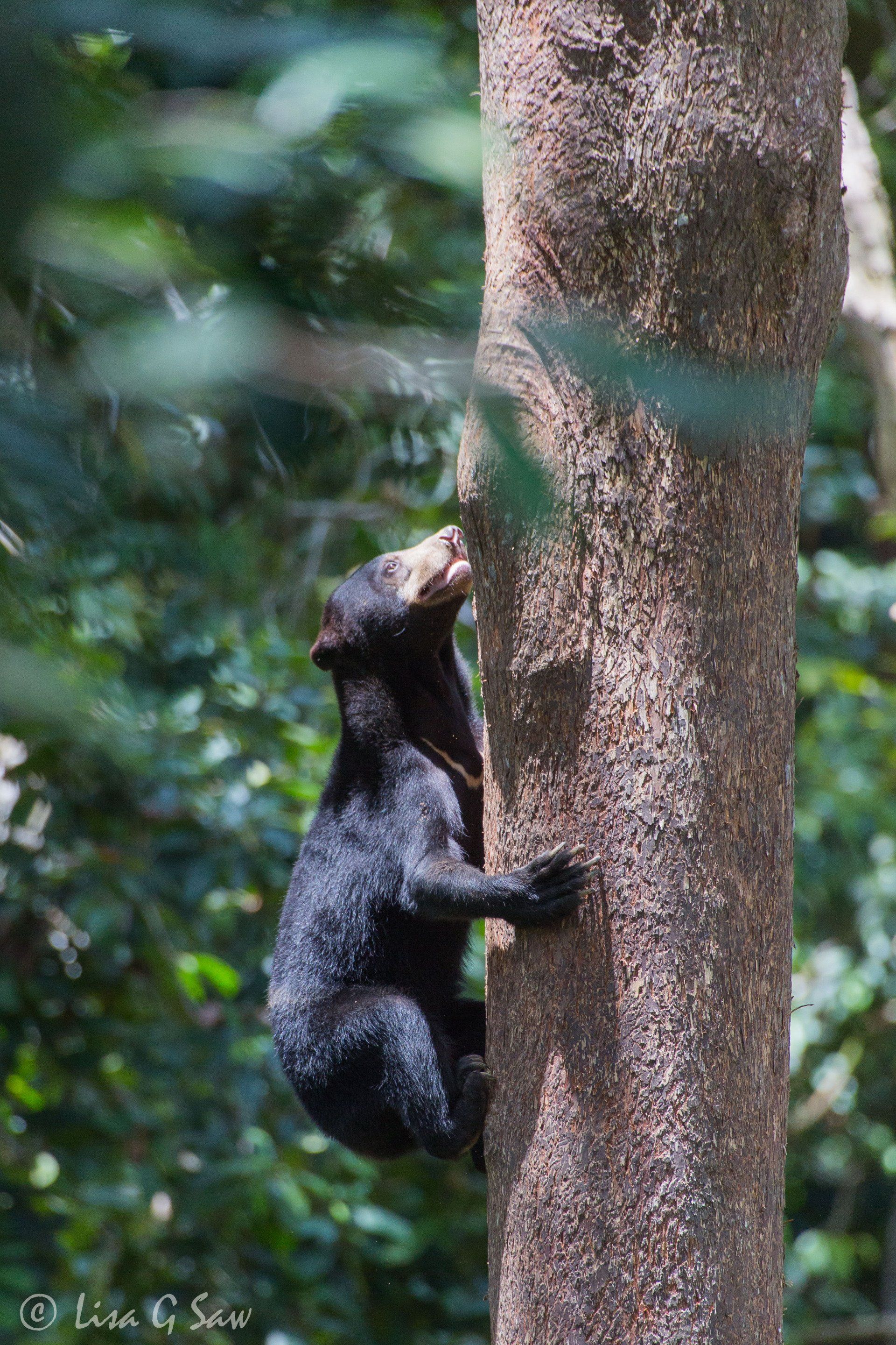 Sun Bear climbing up a tree, Sepilok
