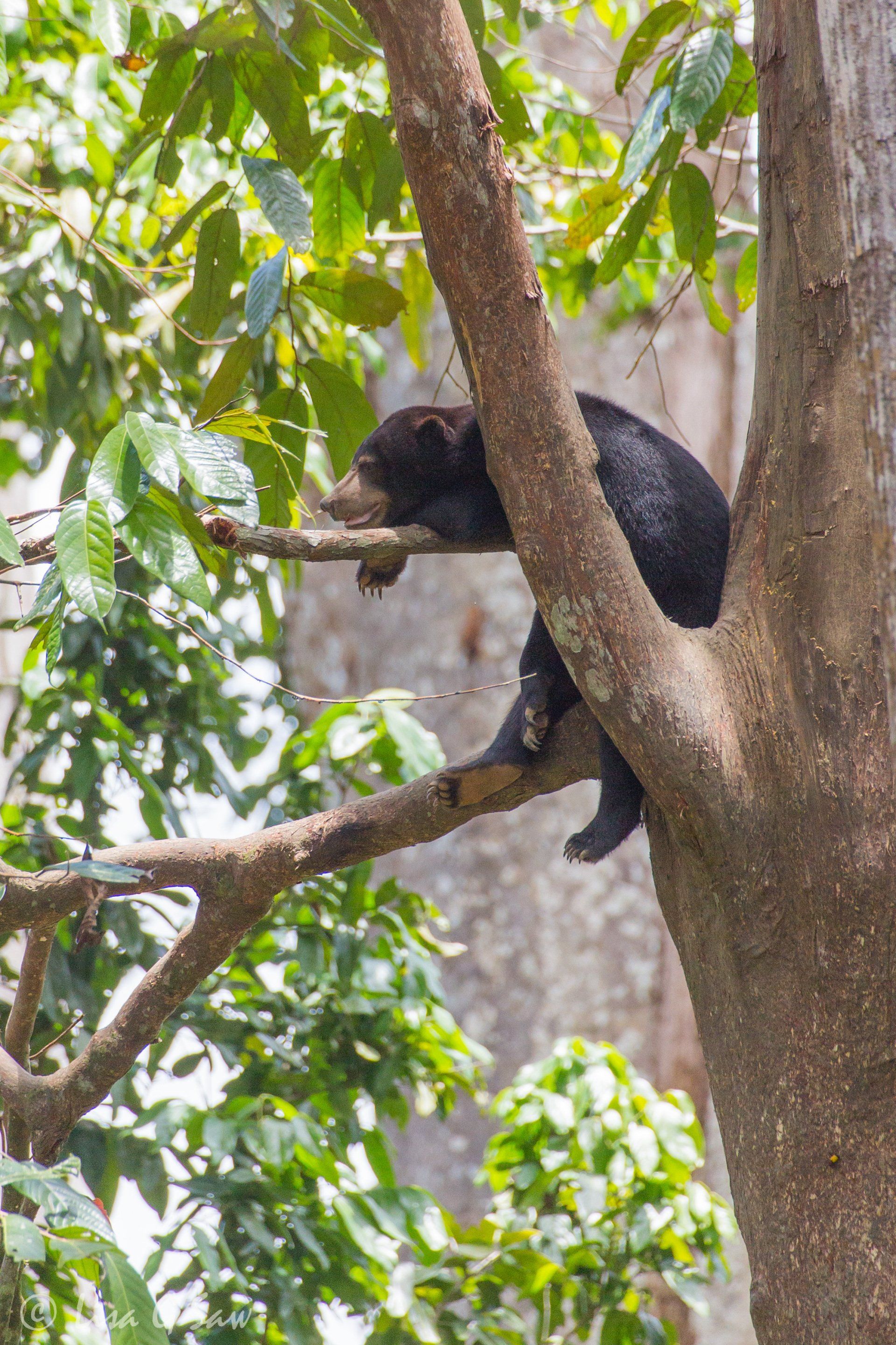 Sun Bear sprawled over a branch up a tree, Sepilok