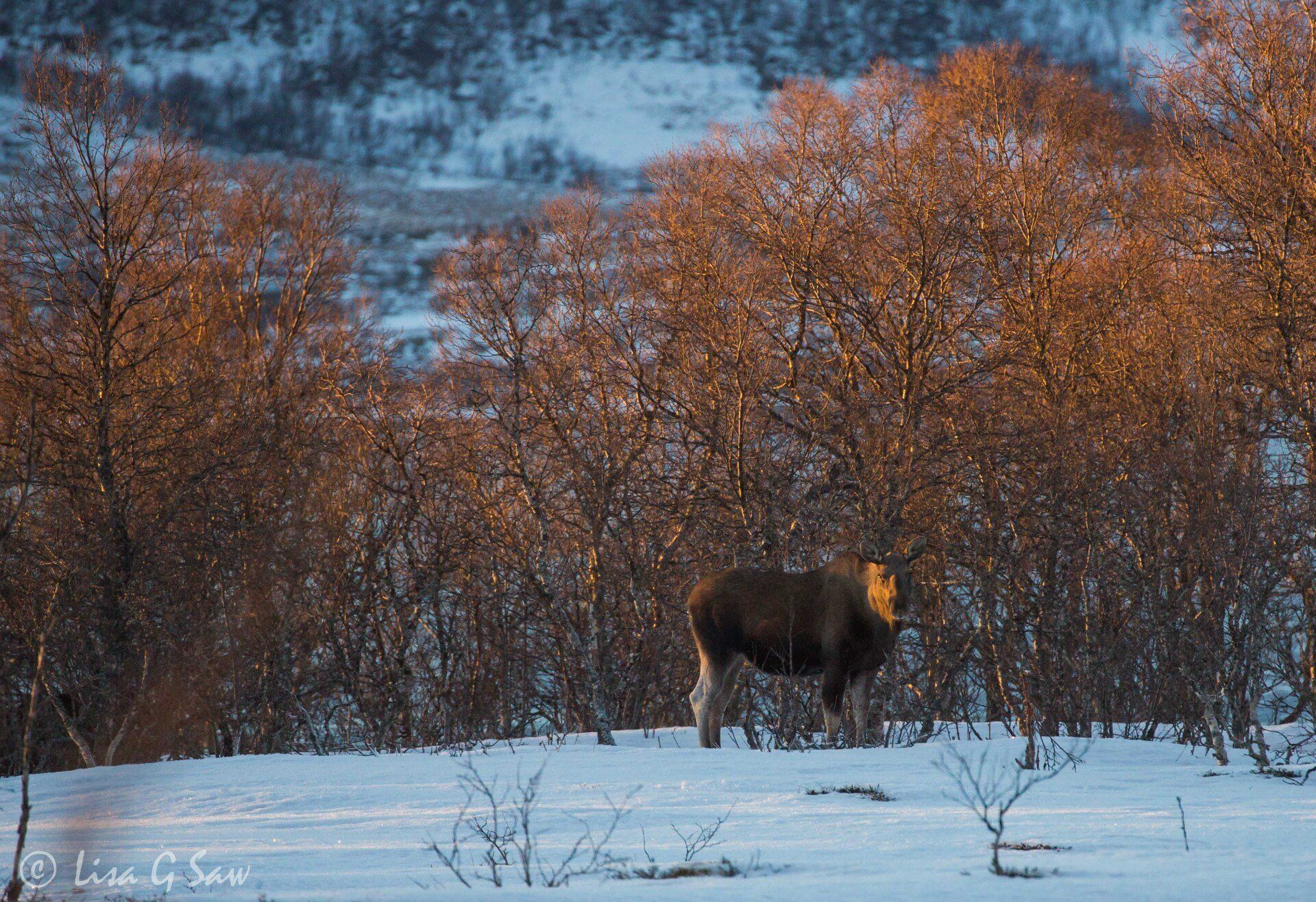 Moose on snow with copper coloured trees
