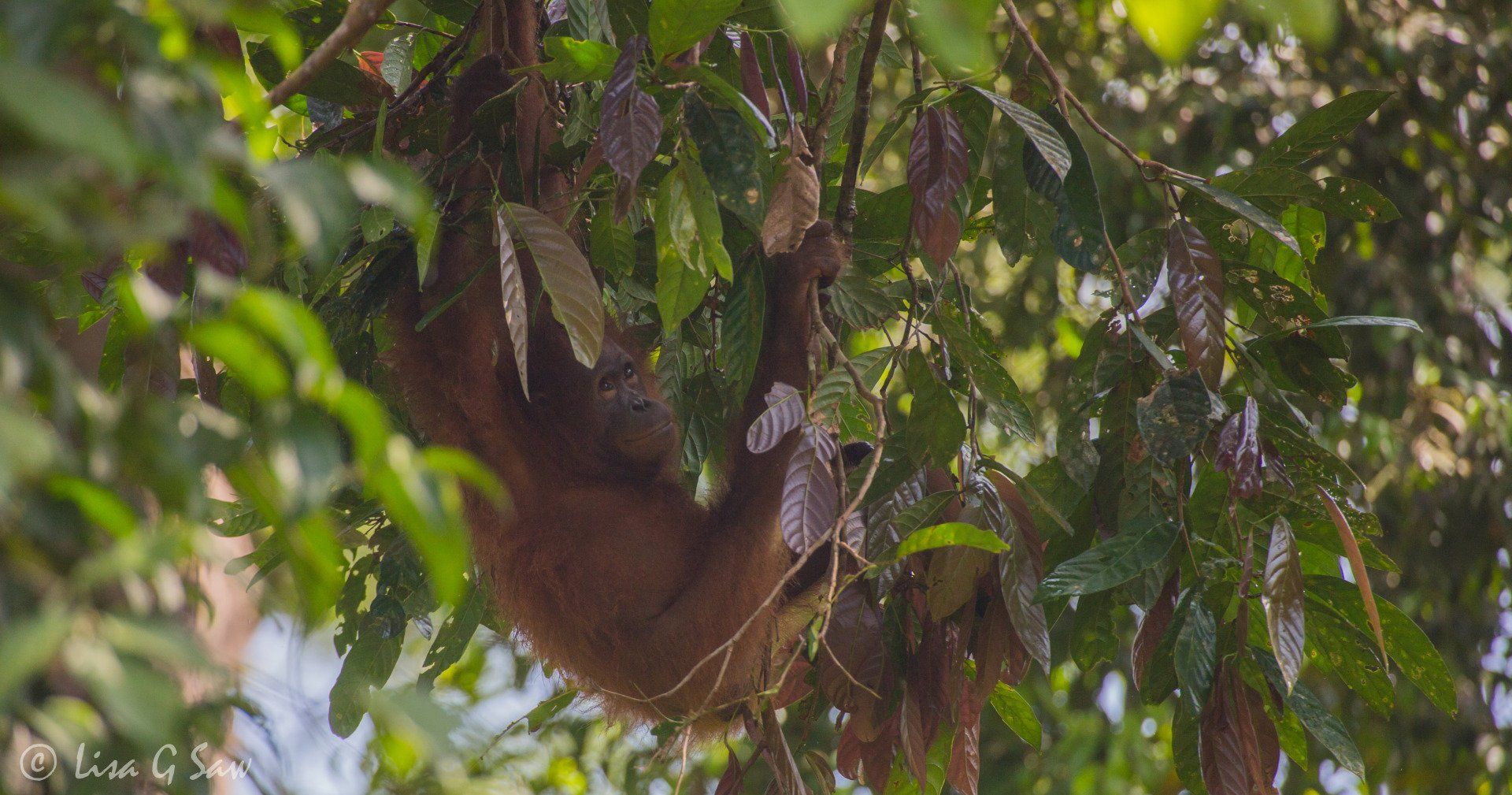Orangutan hanging from tree surrounded by leaves at Sepilok