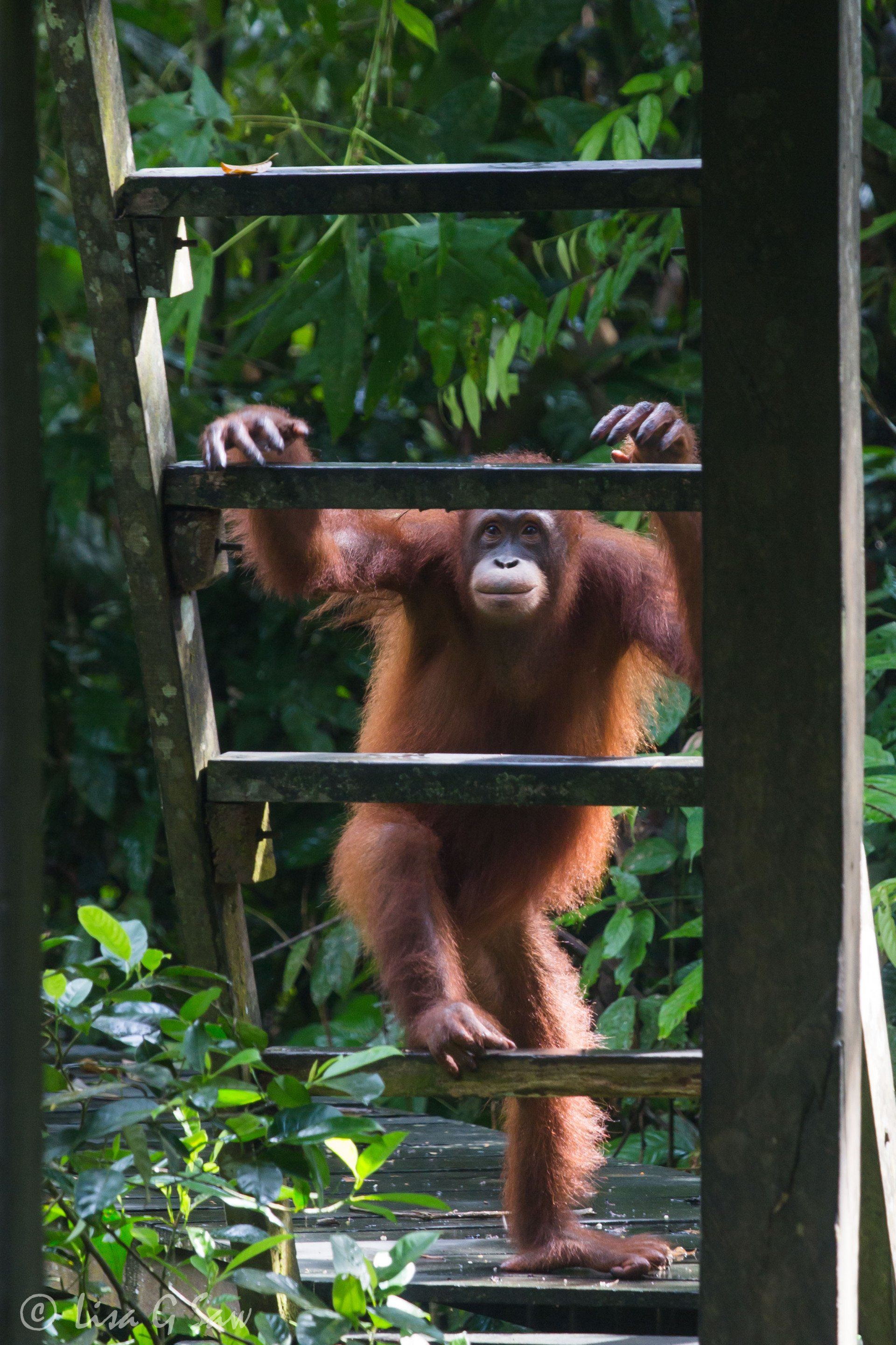 Orangutan climbing up some steps at Sepilok