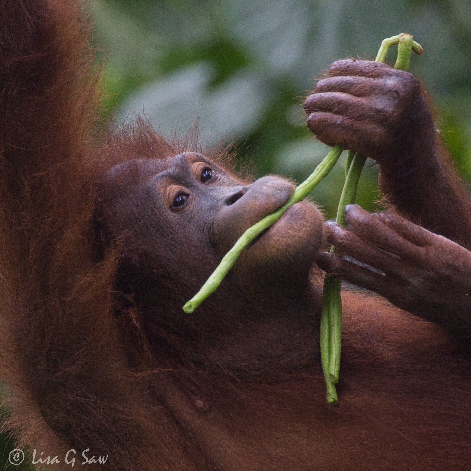 Orangutan close up eating beans at Sepilok