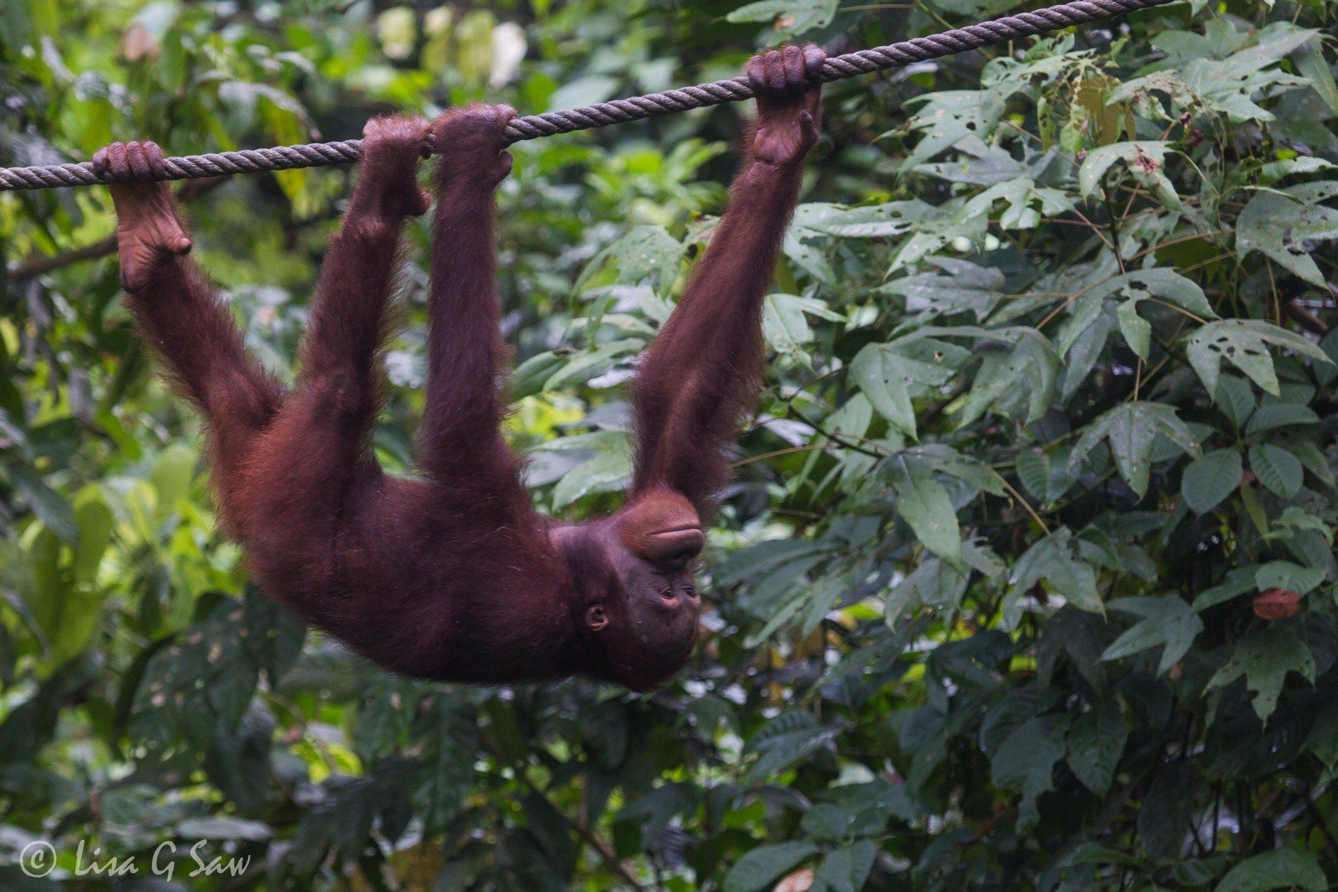 Orangutan climbing along a rope at Sepilok