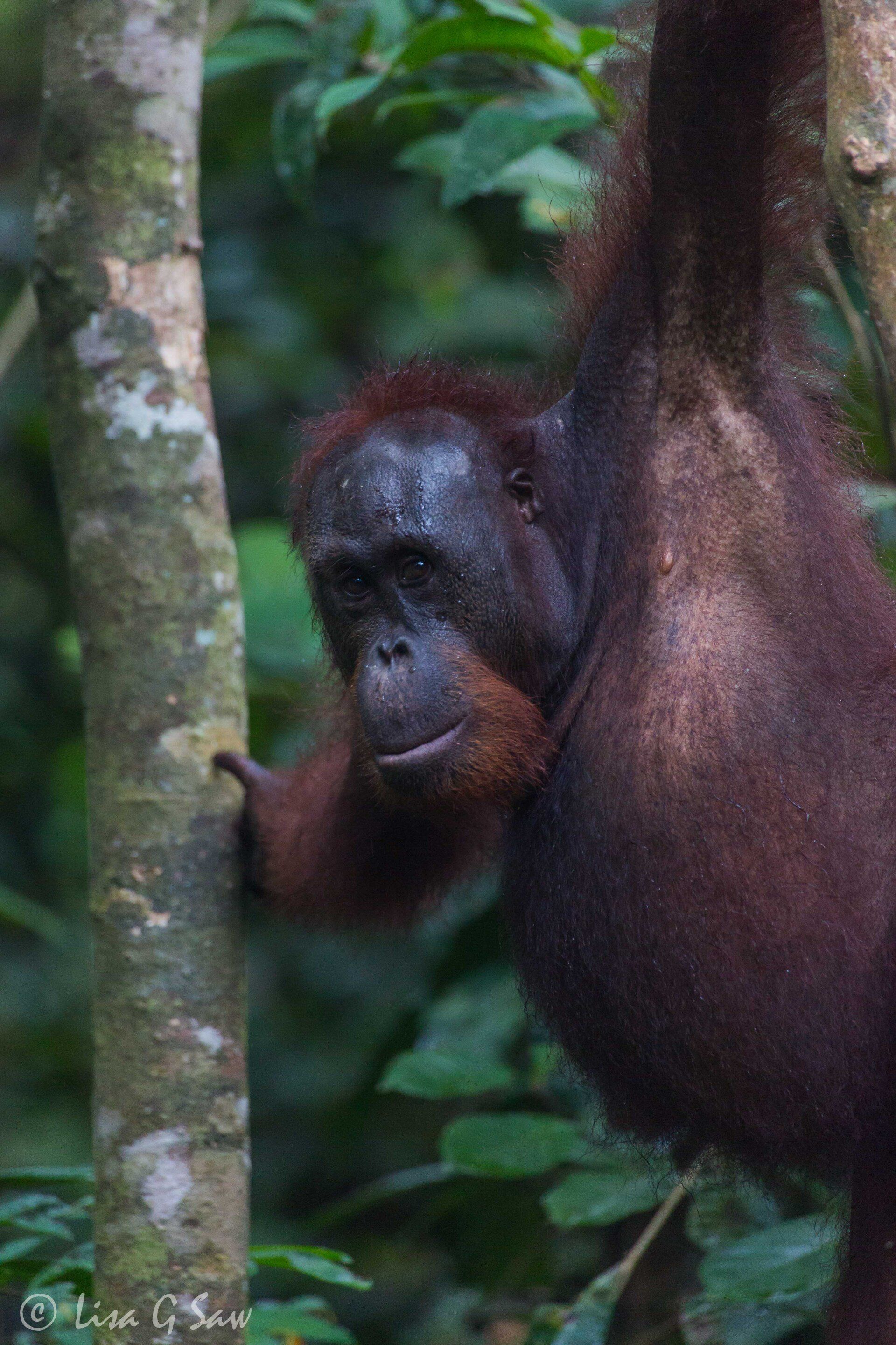 Orangutan close up looking at camera at Sepilok