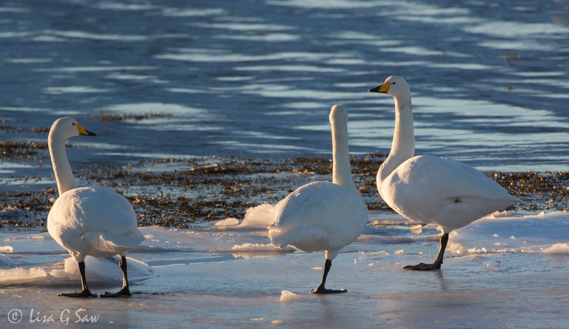 Bewick Swans standing on ice on one leg