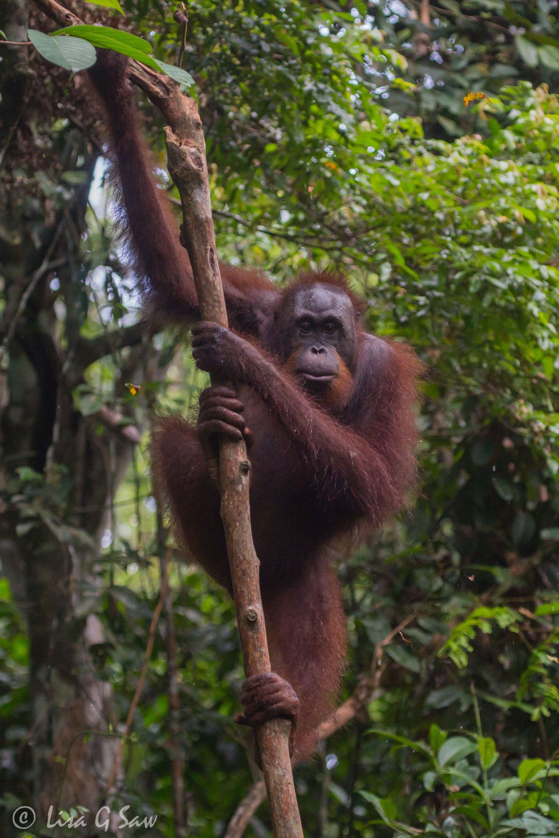 Orangutan holding onto small trunk at Sepilok