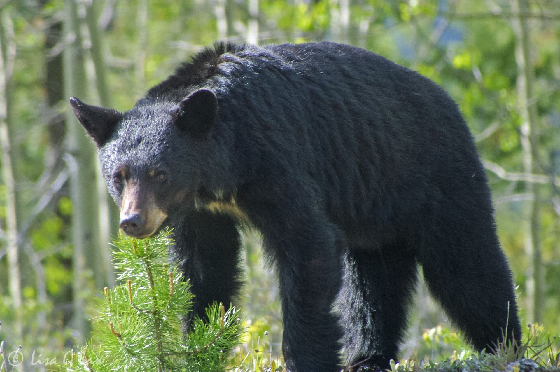 Black Bear walking in Canada