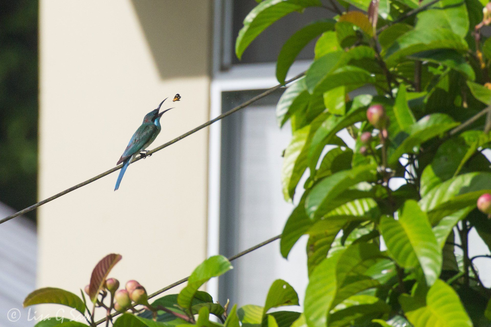 Blue green sunbird on a wire about to eat an insect
