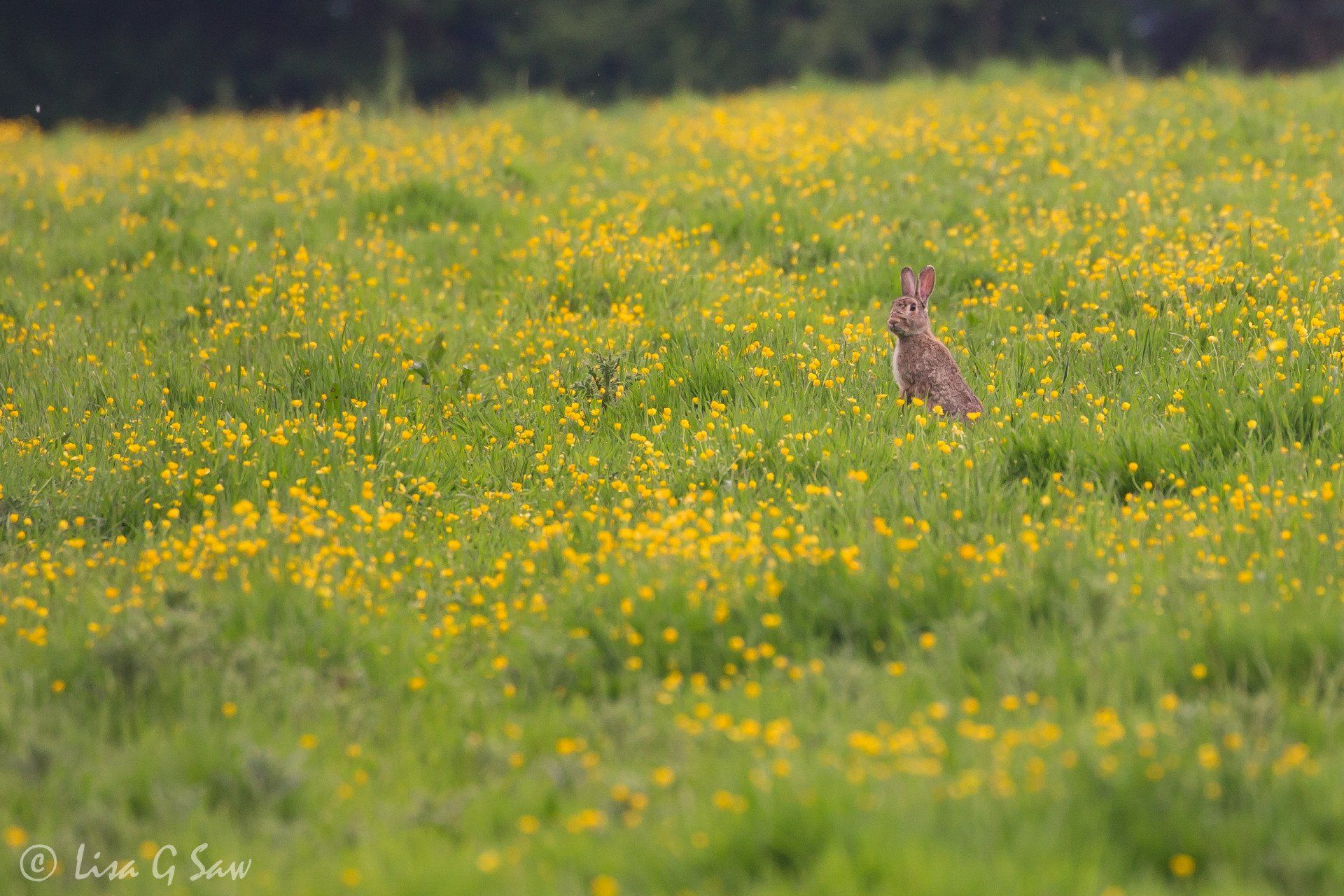 Rabbit in field of buttercups