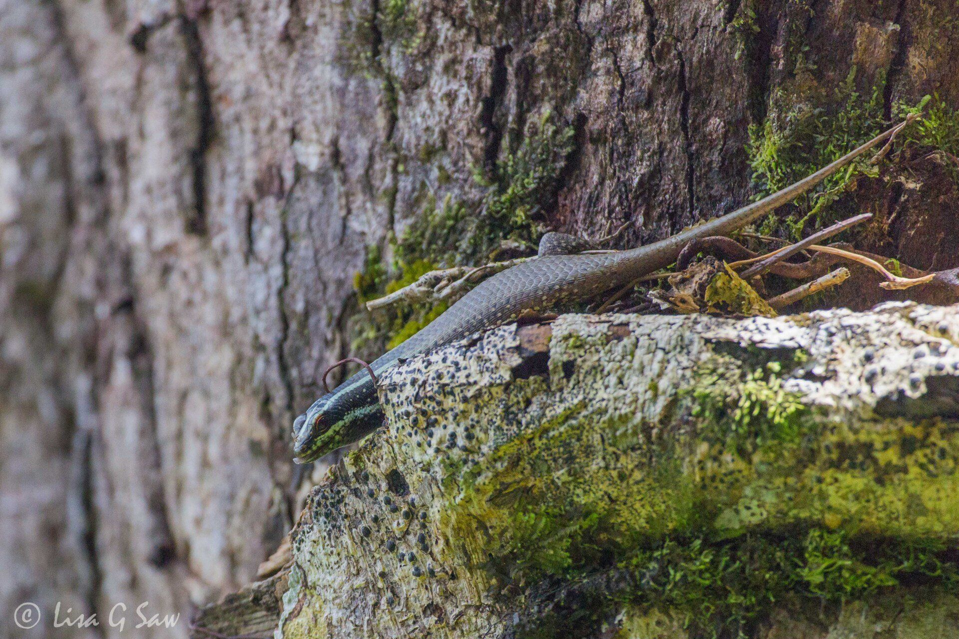 Borneo Tree Skink lizard on tree, Danum Valley