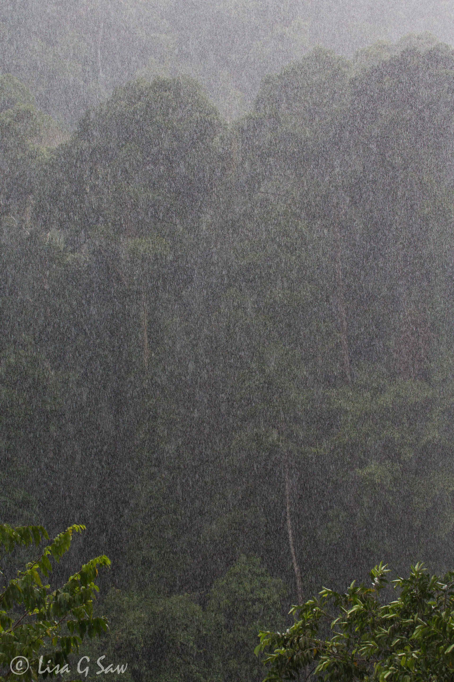 Torrential rain in Danum Valley jungle