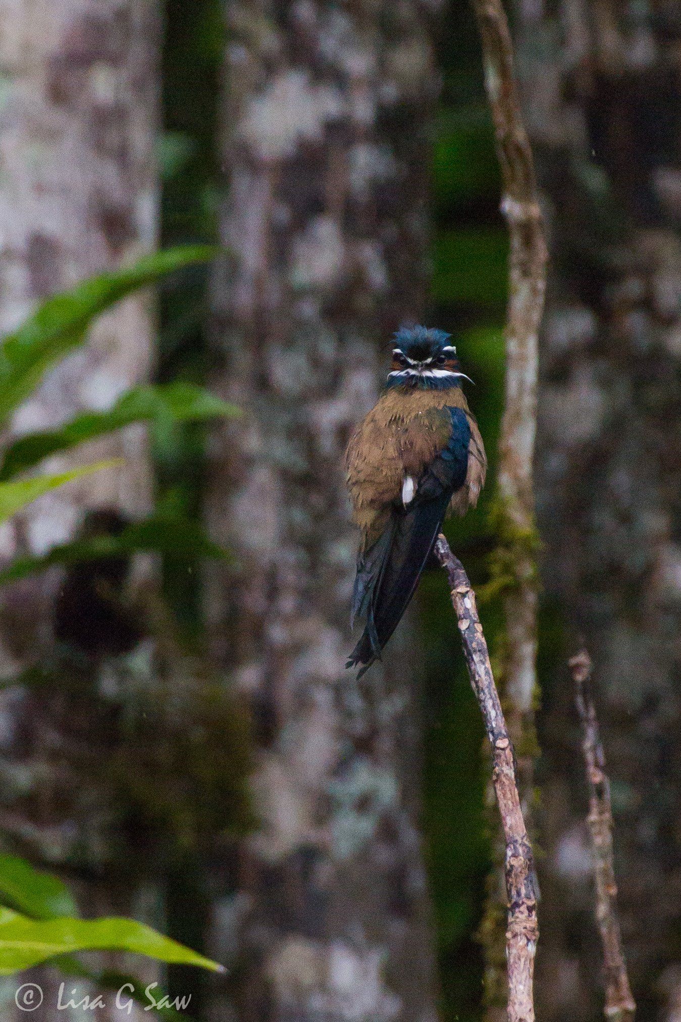 Blue and brown bird perched on a small vertical branch, Danum Valley