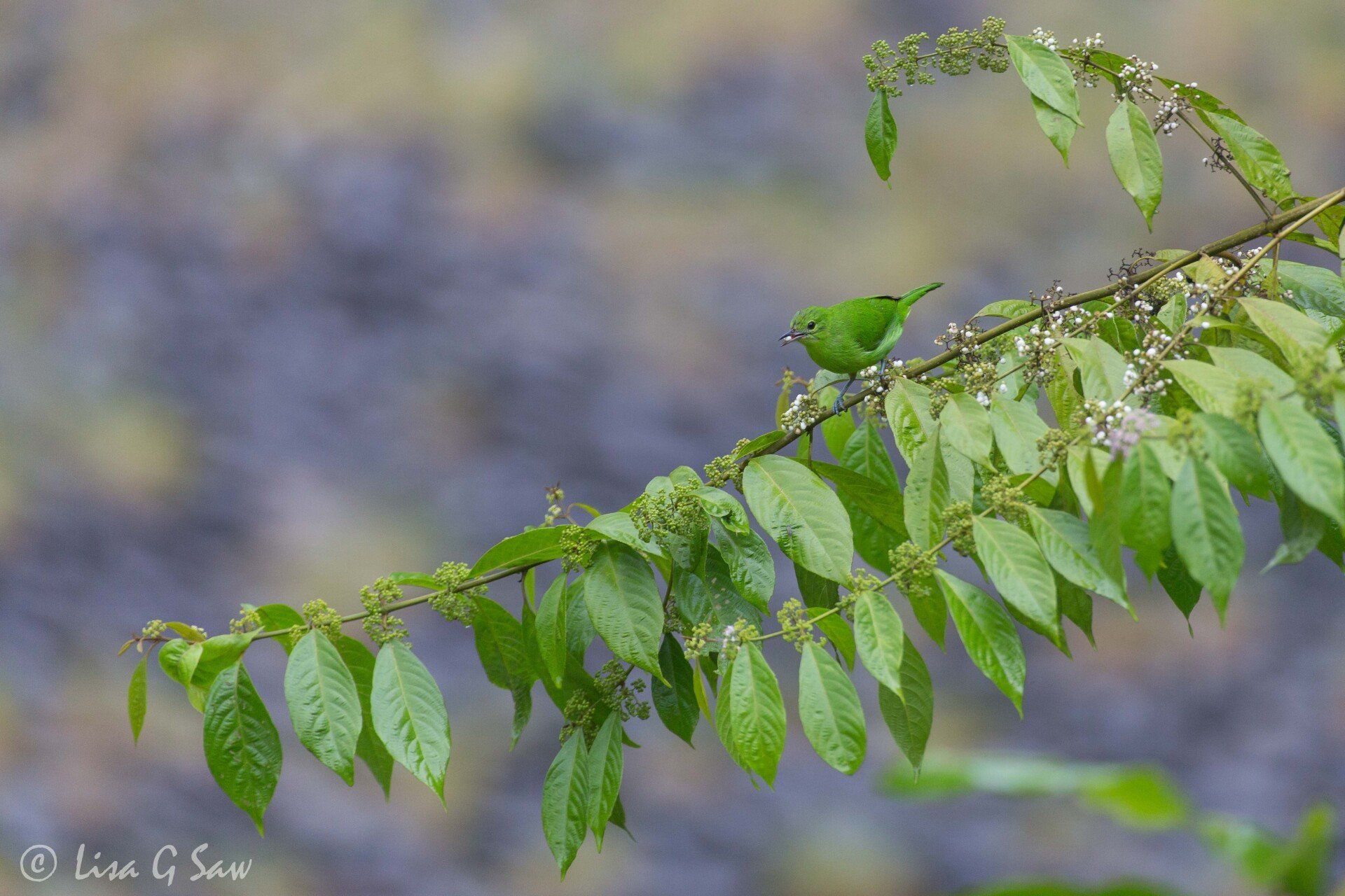 Female Lesser Green Leafbird, Danum Valley