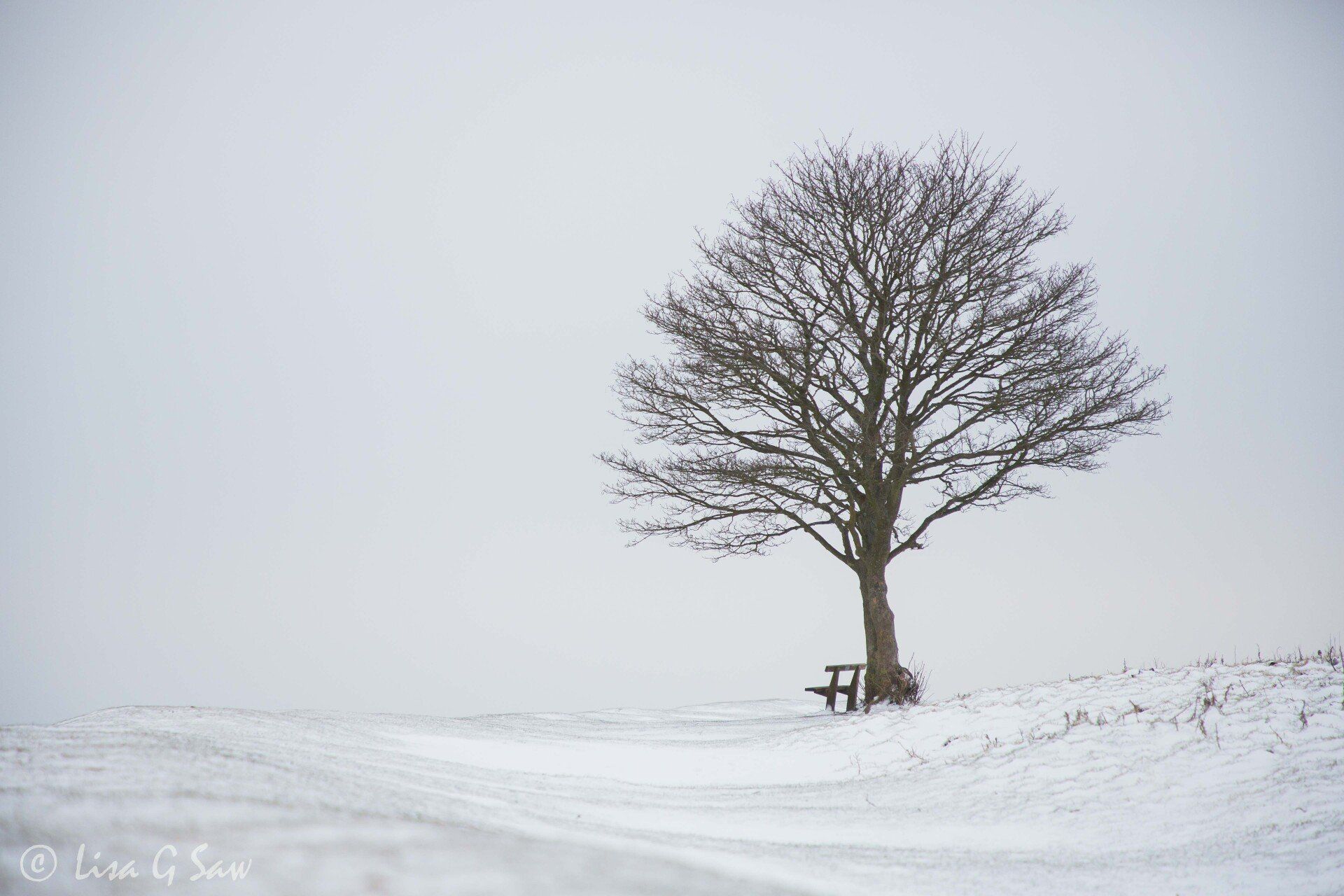 Lone tree, bench and snow, Cissbury Ring