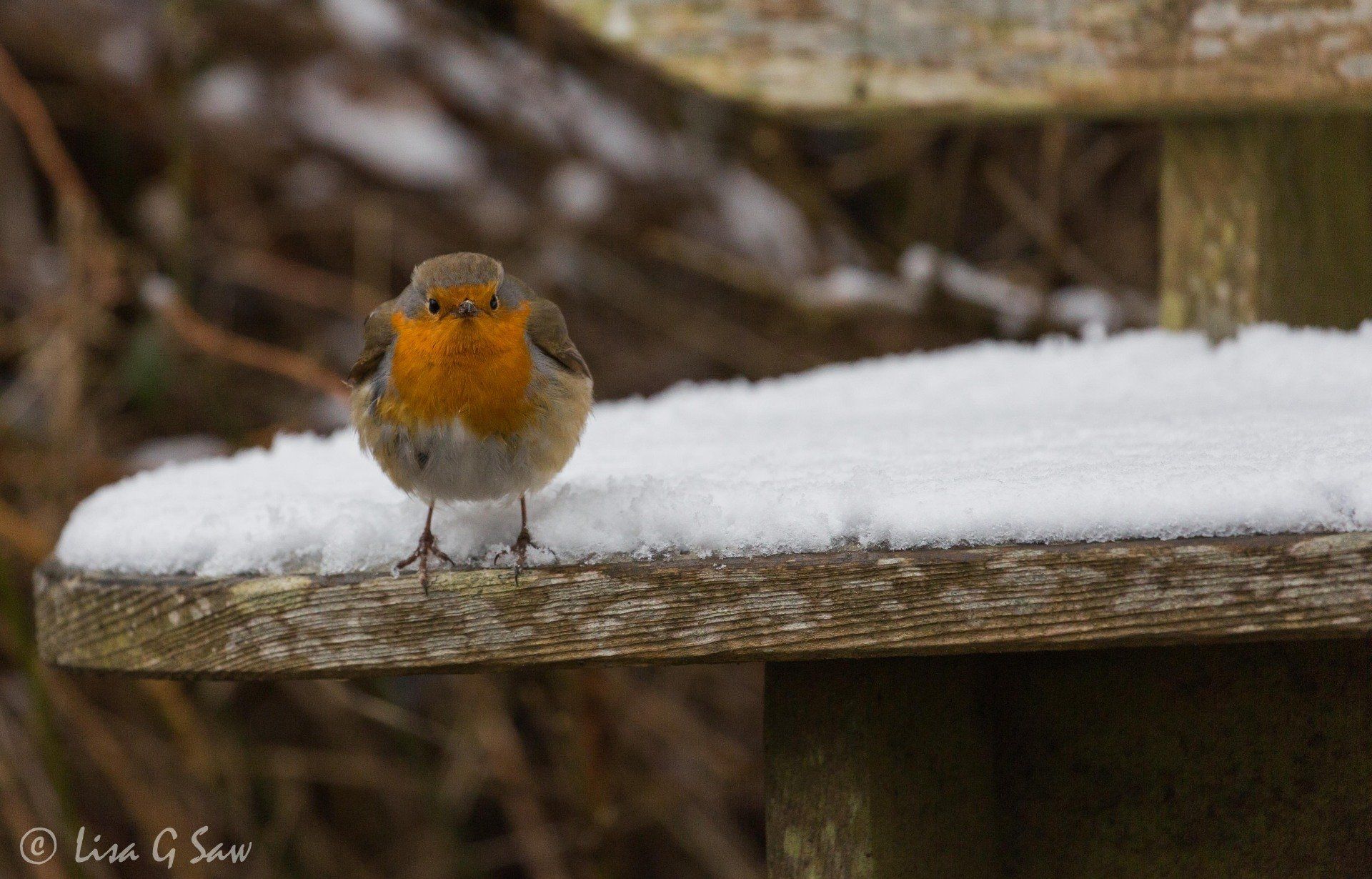 Robin standing on bench covered in snow