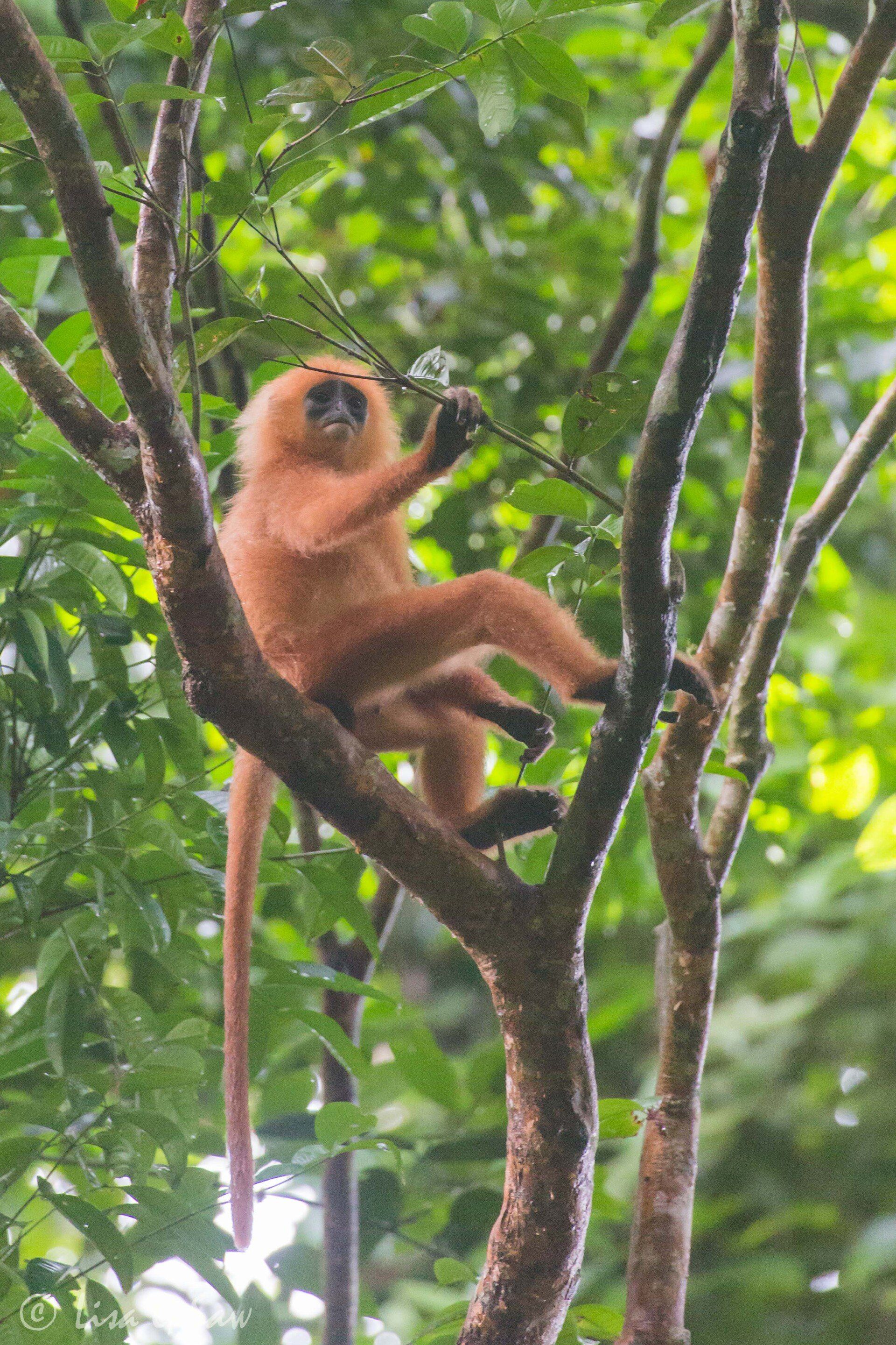 Red Leaf Monkey sitting in tree in Danum Valley
