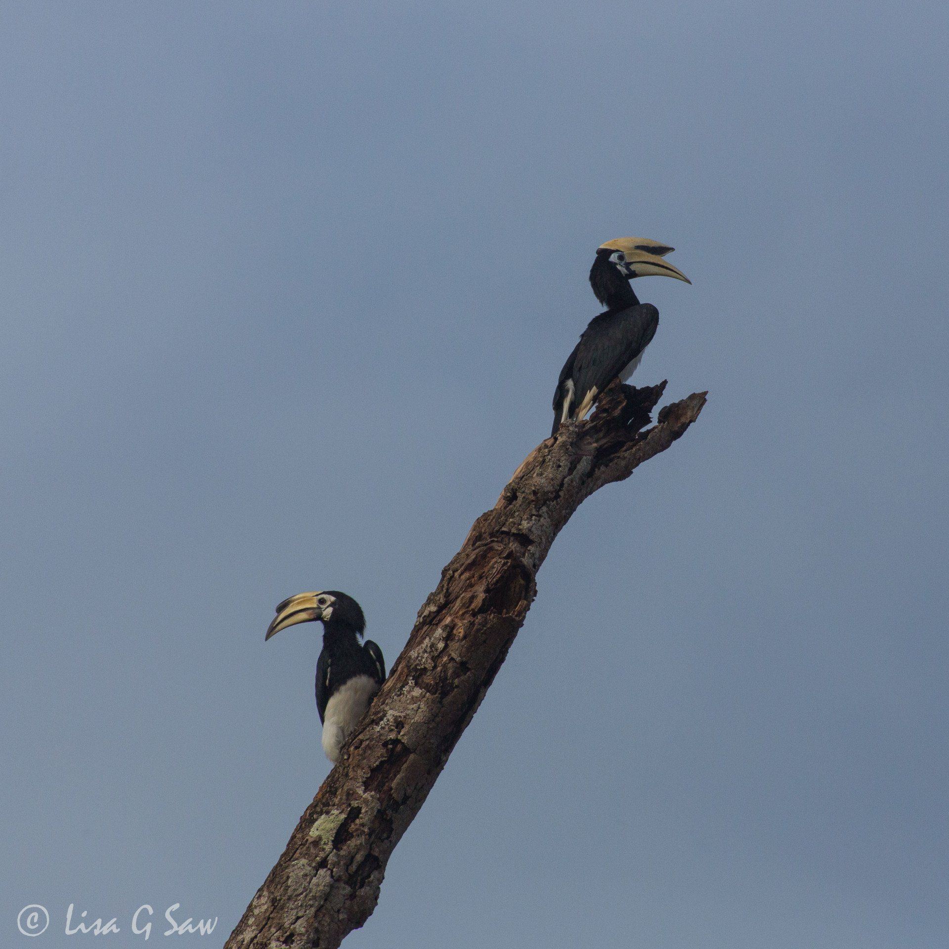 Two Oriental Pied Hornbills facing opposite directions on a branch