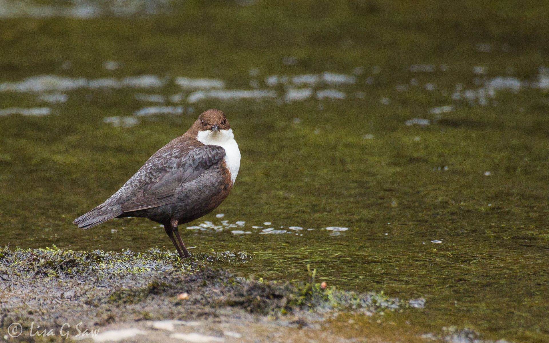Dipper by river in Wales
